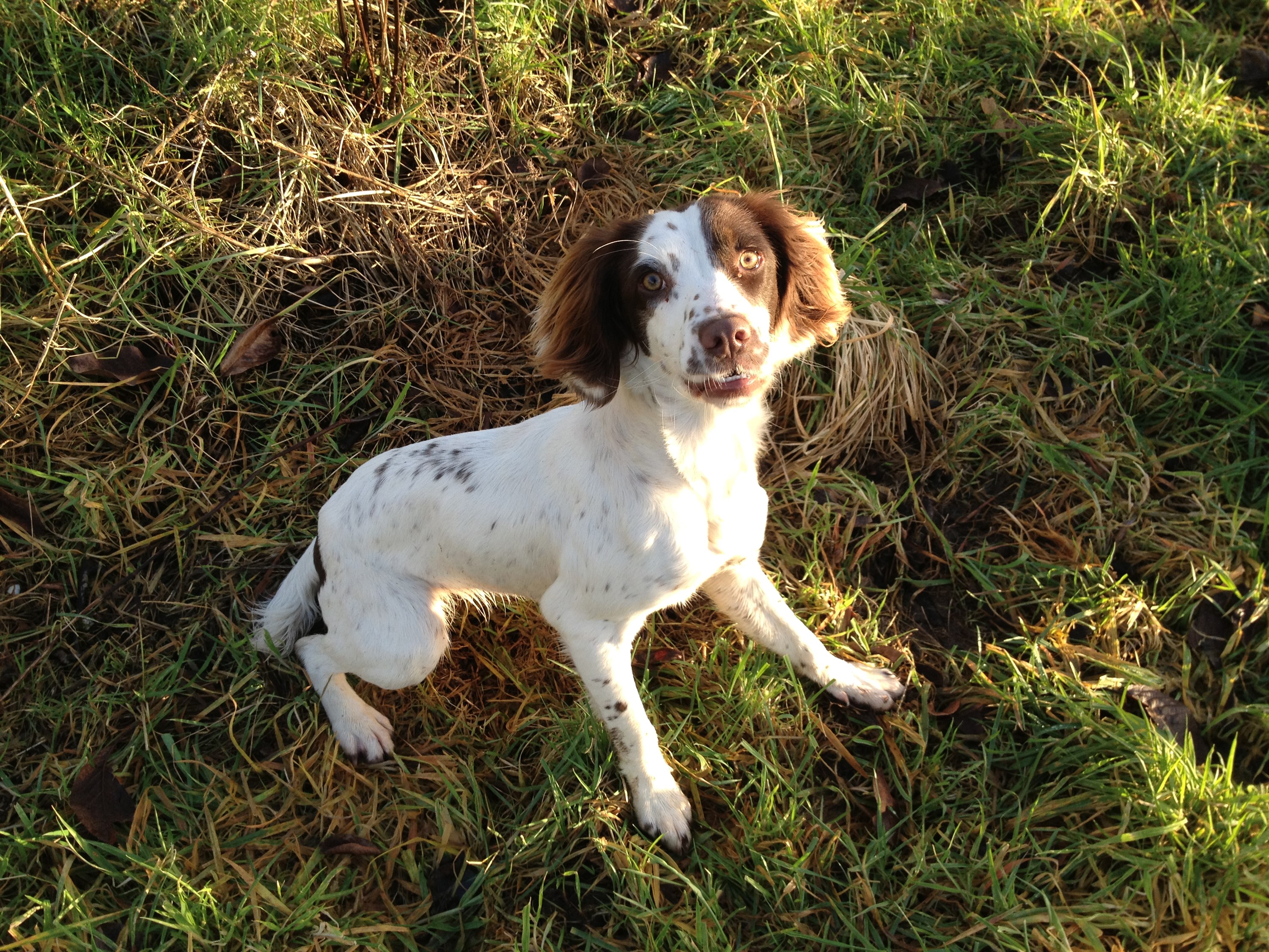Brown and white spaniel dog sitting in grass HD Wallpaper