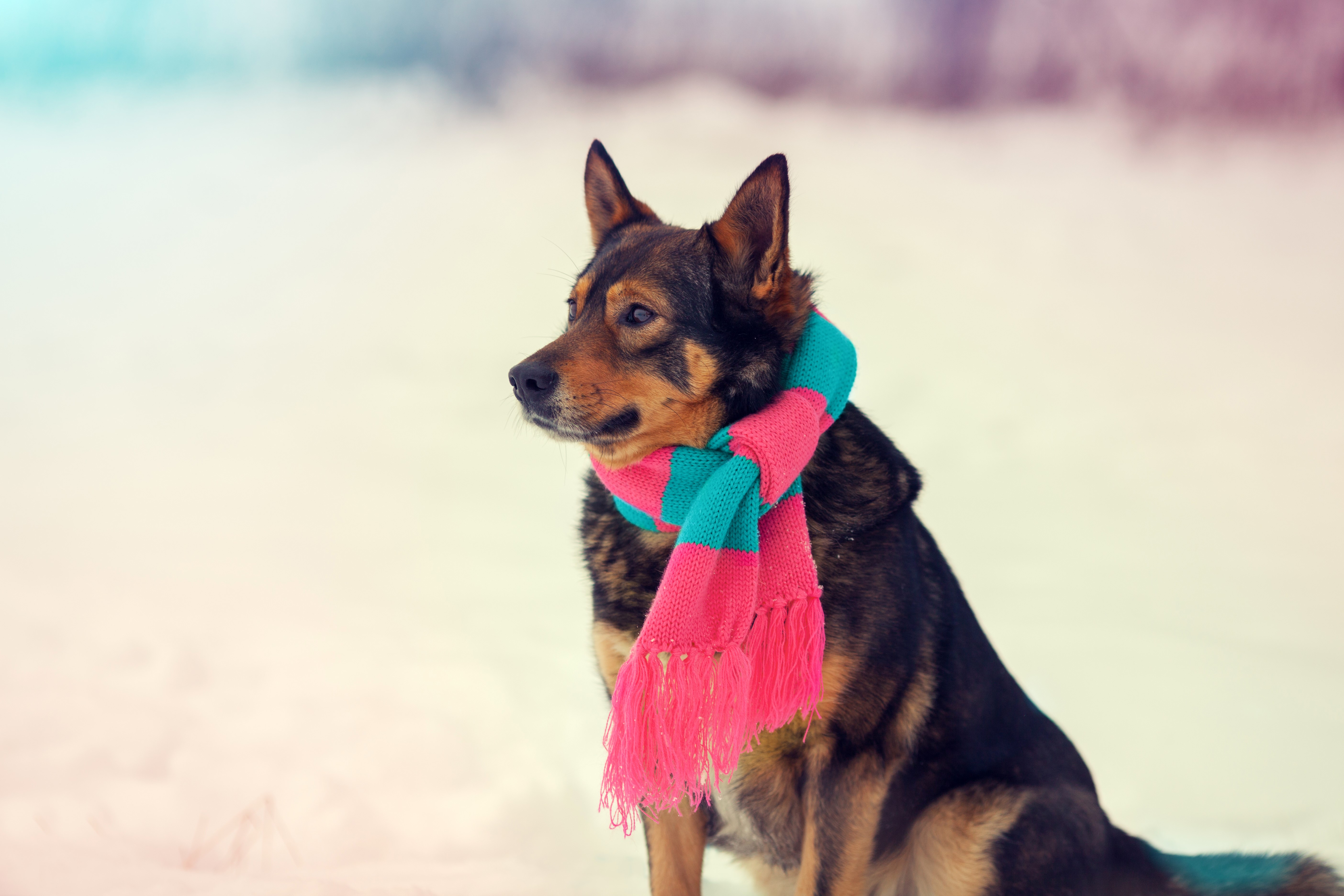 Dog wearing a scarf in the snow HD Wallpaper