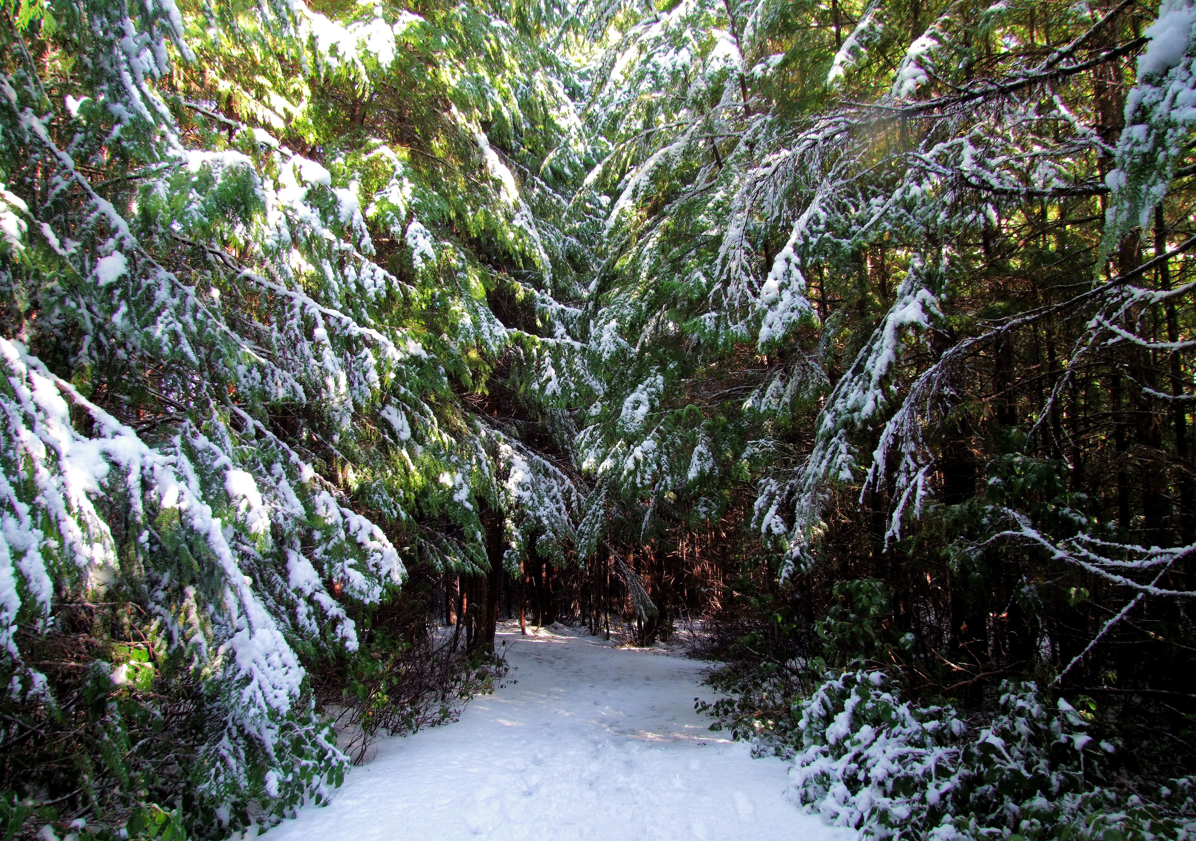Snowy Forest Trail in Ucluelet, Canada HD Wallpaper