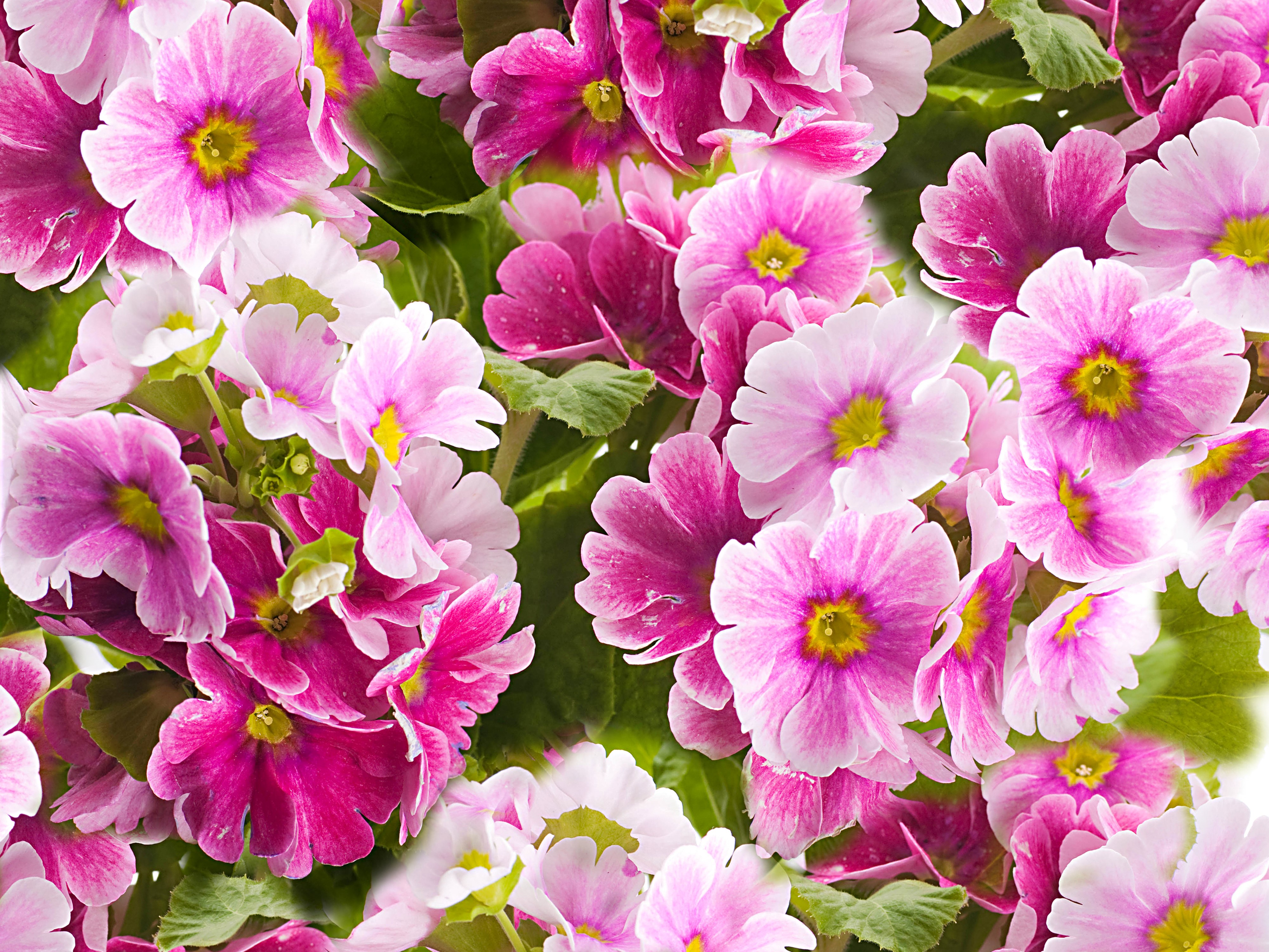 4K Pink Primula Flowers Closeup HD Wallpaper