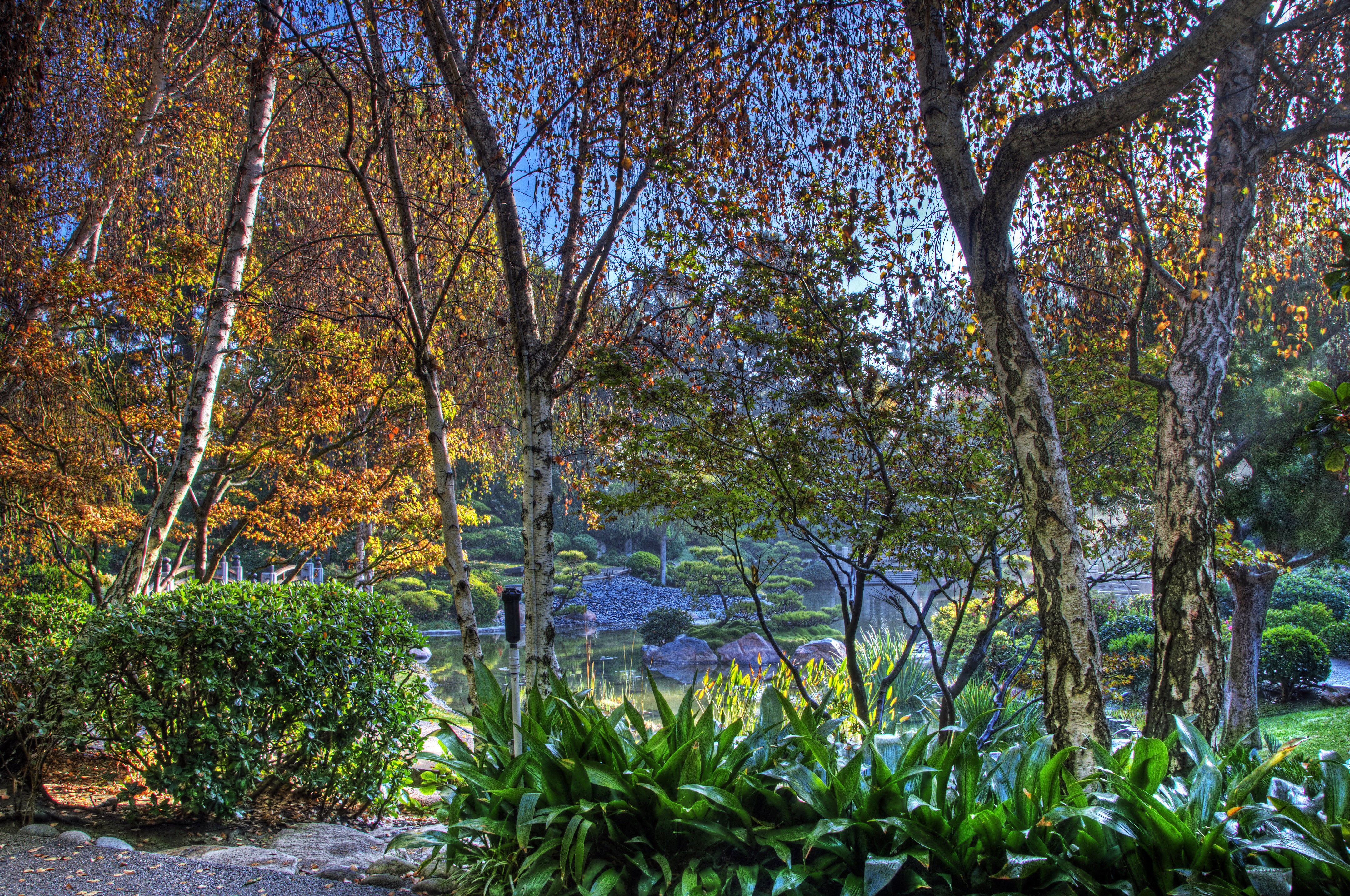 Earl Burns Miller Japanese Garden in Autumn HD Wallpaper