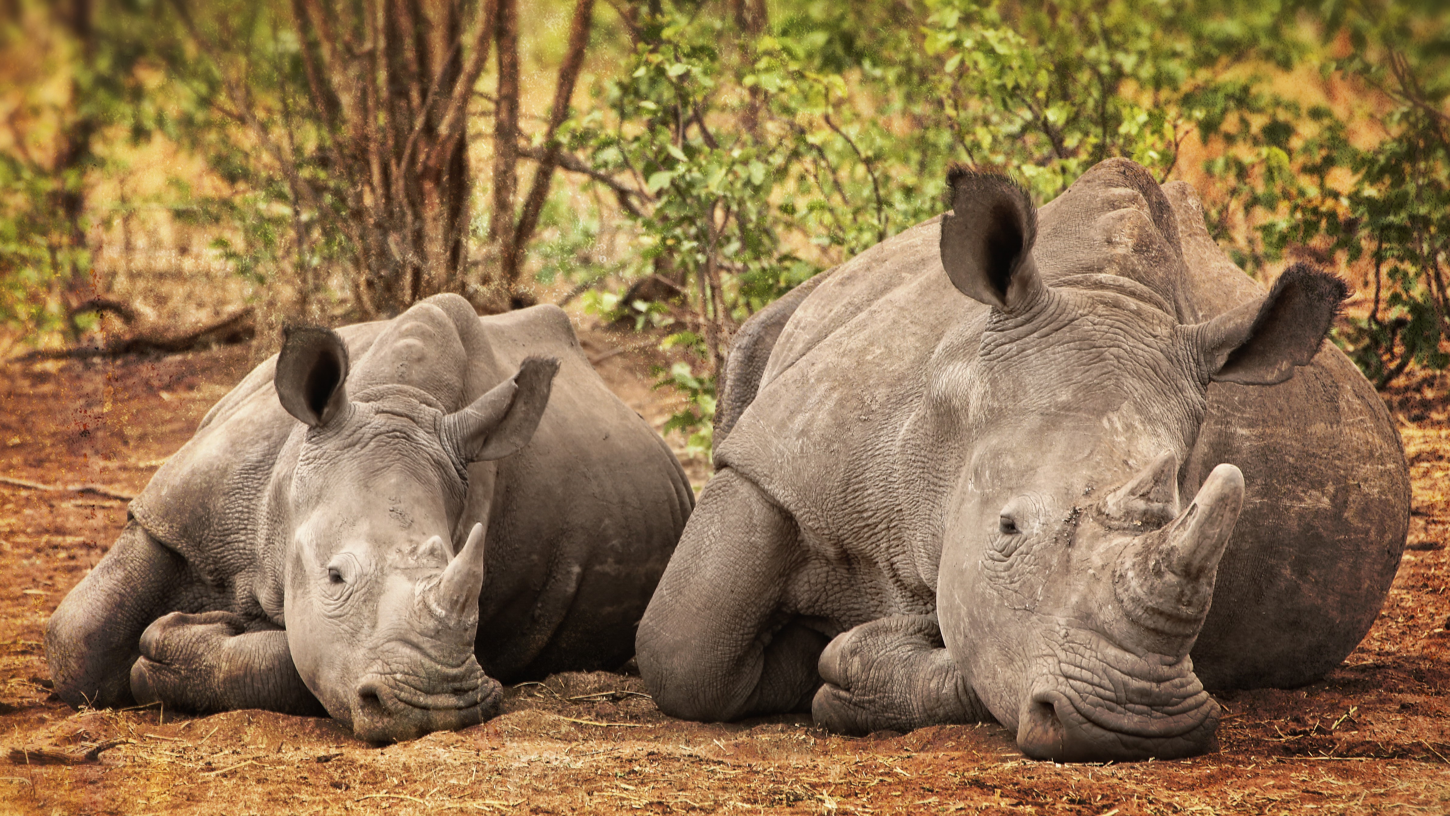 Two Rhinos Resting in a Forest HD Wallpaper