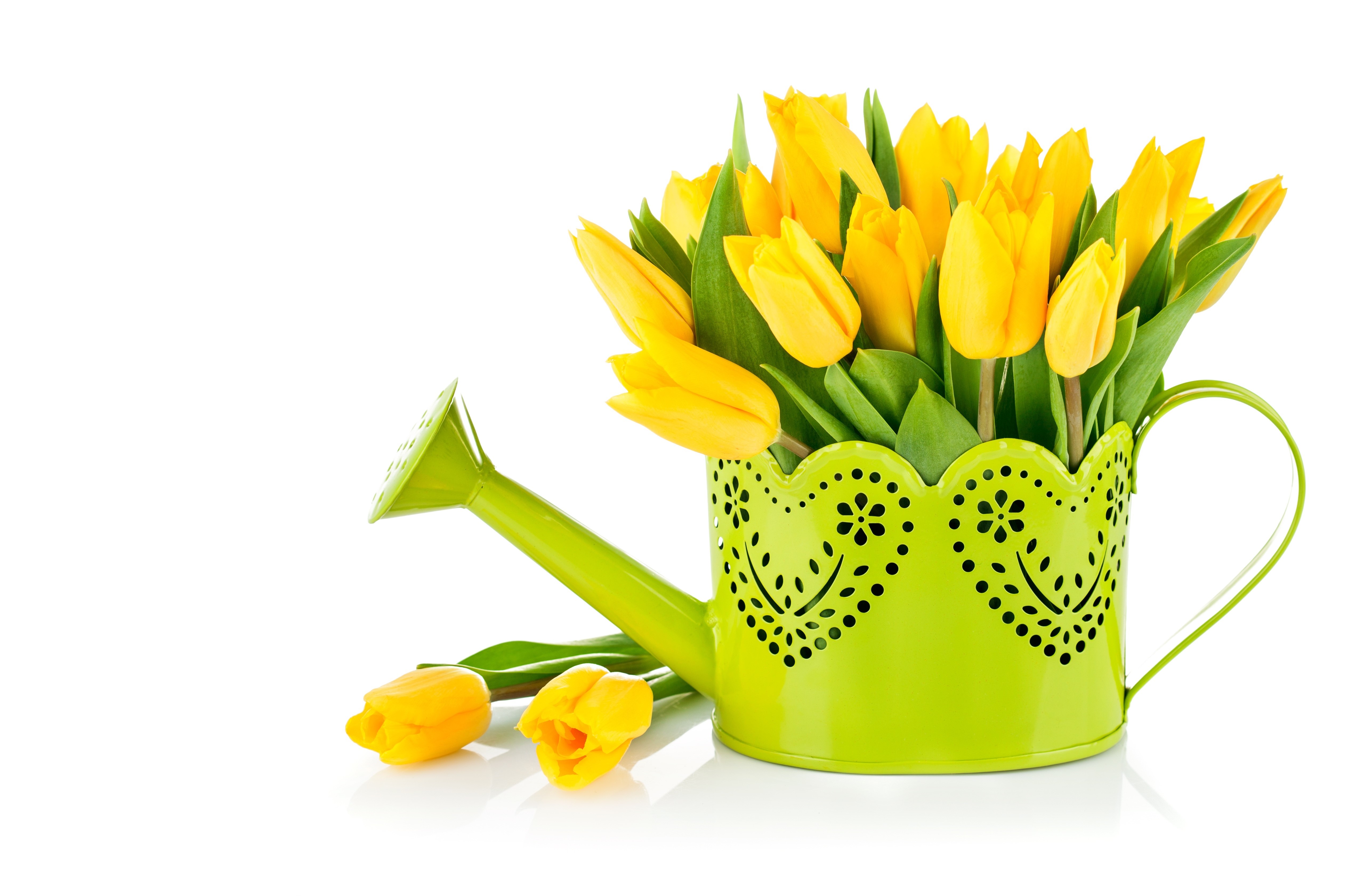 Yellow Tulips in a Green Watering Can HD Wallpaper