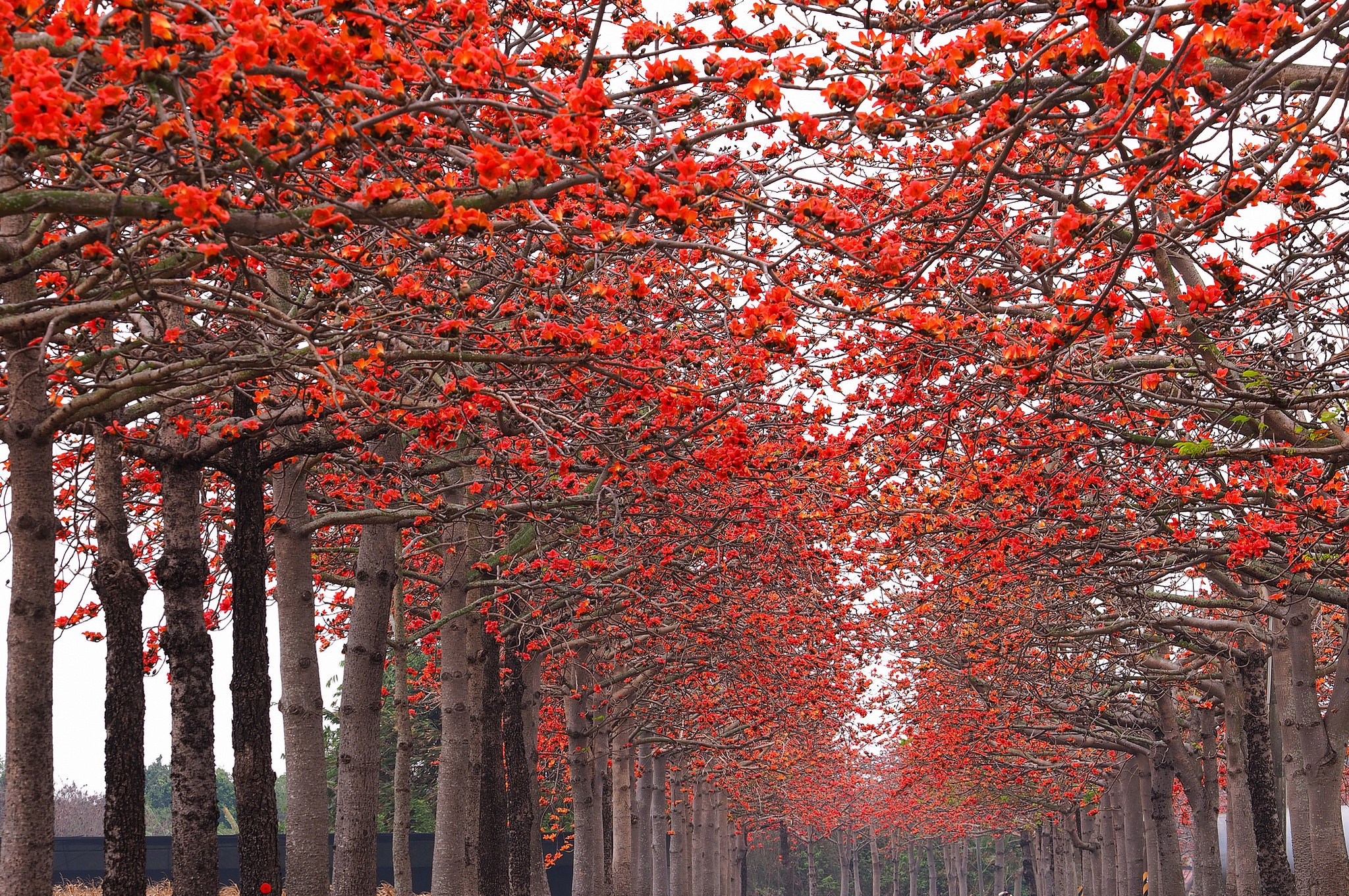 Avenue of trees with red flowers HD Wallpaper
