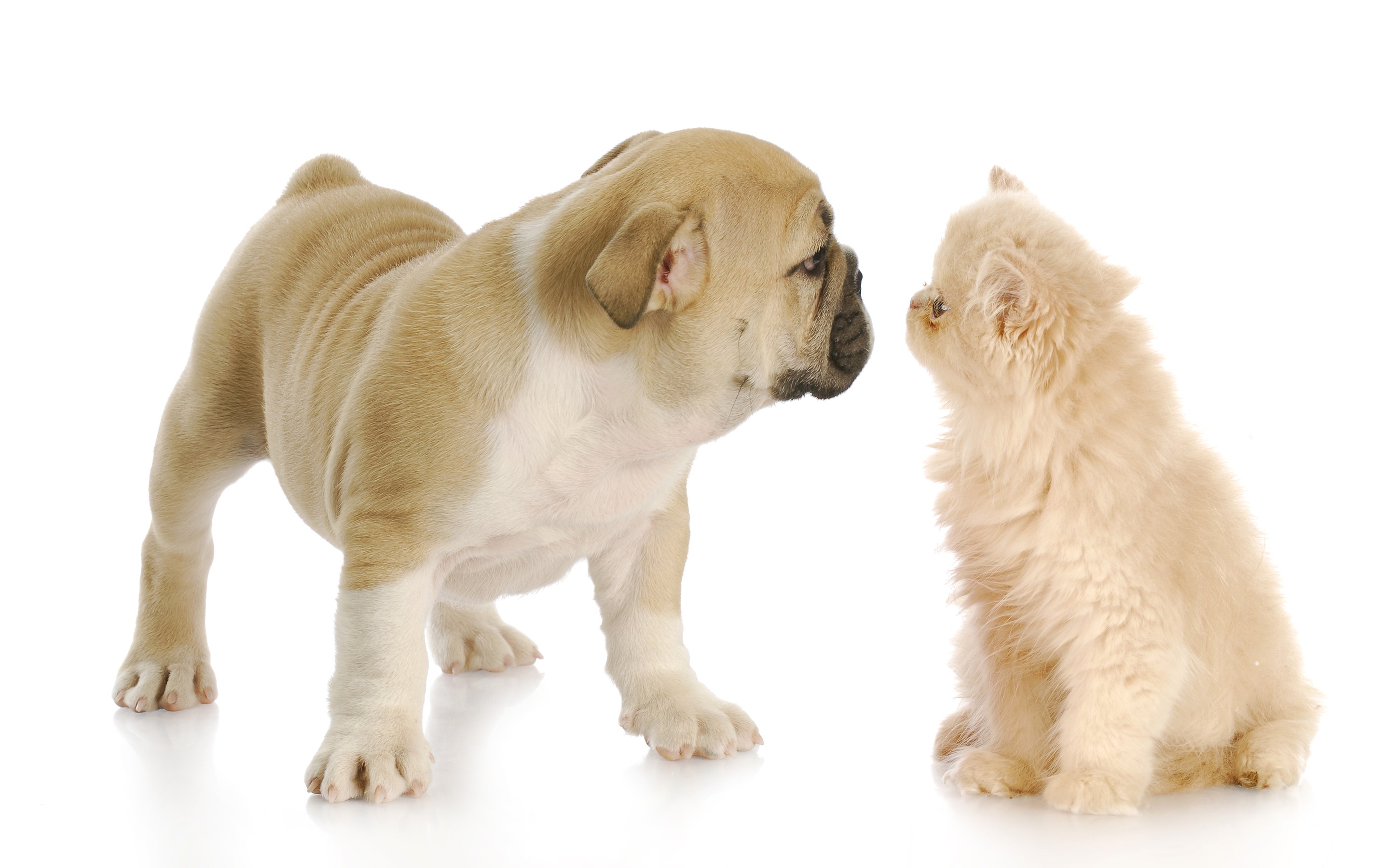 Bulldog puppy and fluffy kitten facing each other HD Wallpaper