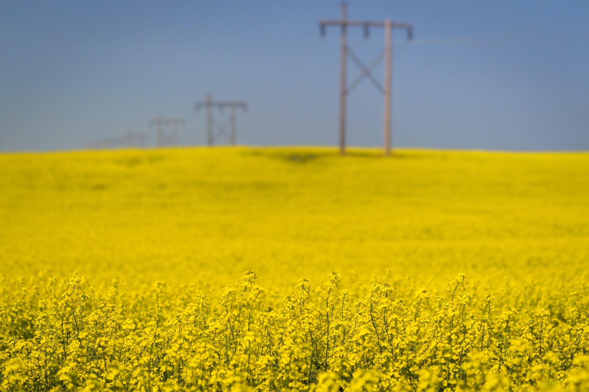 Field of yellow rapeseed flowers with power lines HD Wallpaper