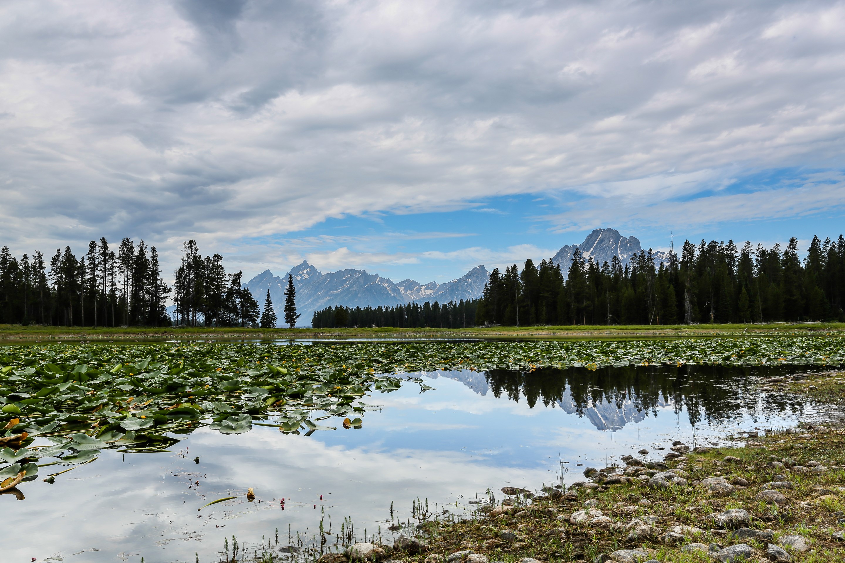 Grand Teton Mountains reflected in a lake with lily pads HD Wallpaper