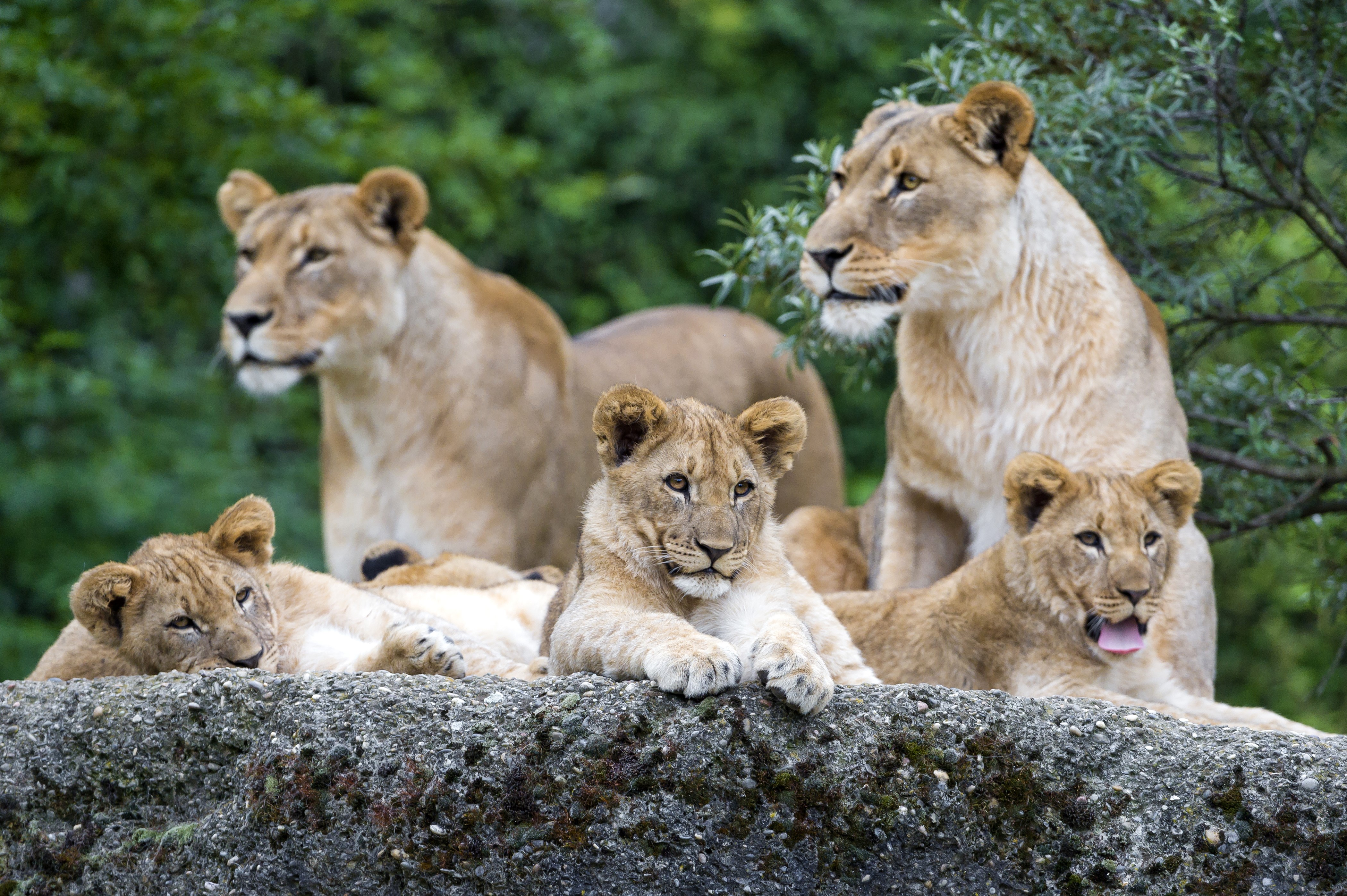 Lions and cubs on a rock HD Wallpaper