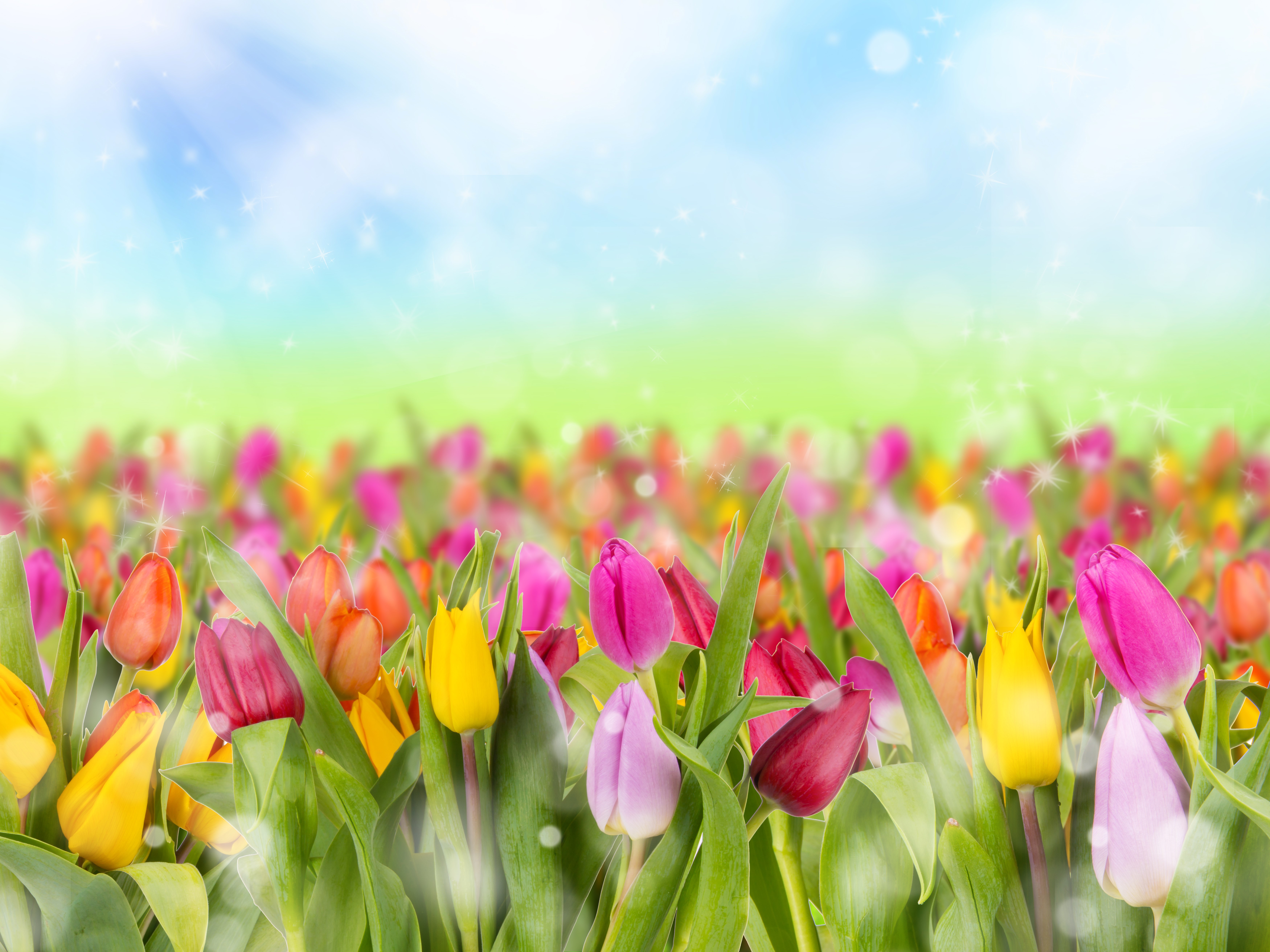 Field of Colorful Tulips with Sunny Sky HD Wallpaper