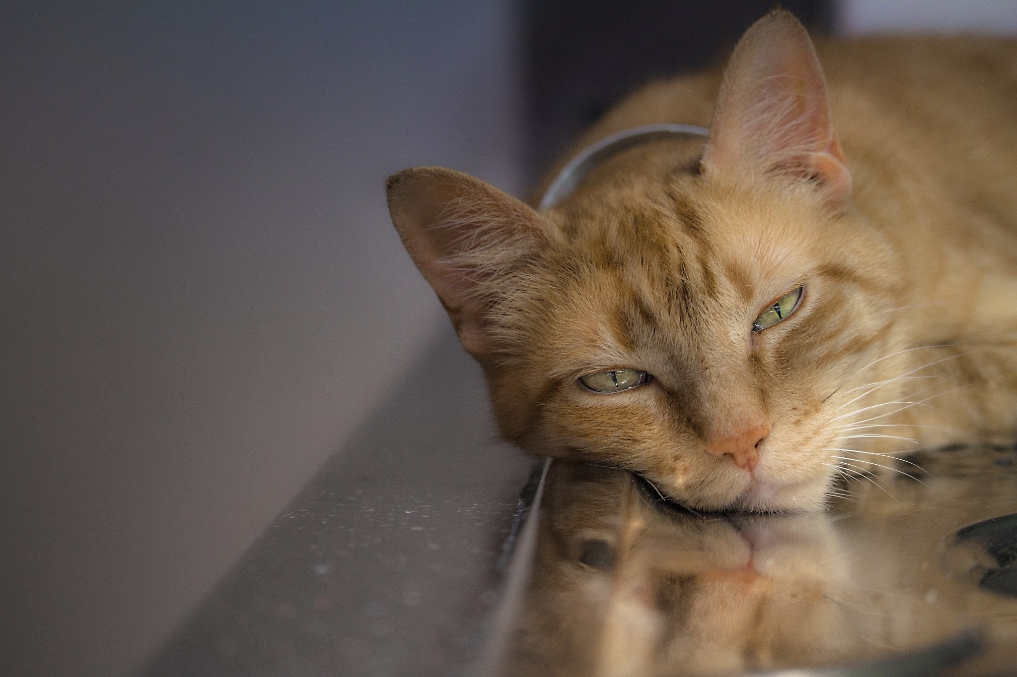 Ginger cat lying down with green eyes HD Wallpaper