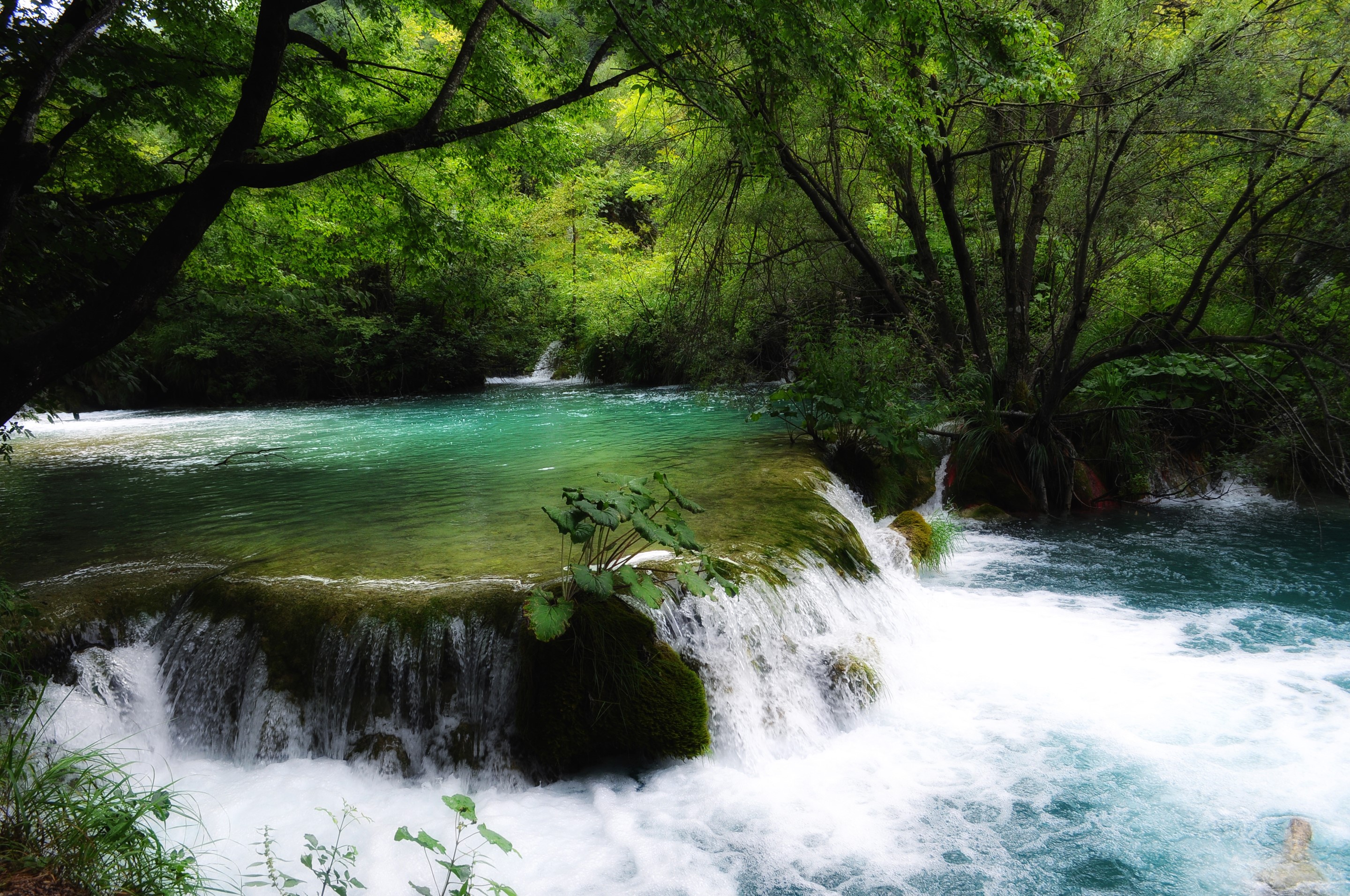 Turquoise river with waterfalls and lush green forest HD Wallpaper