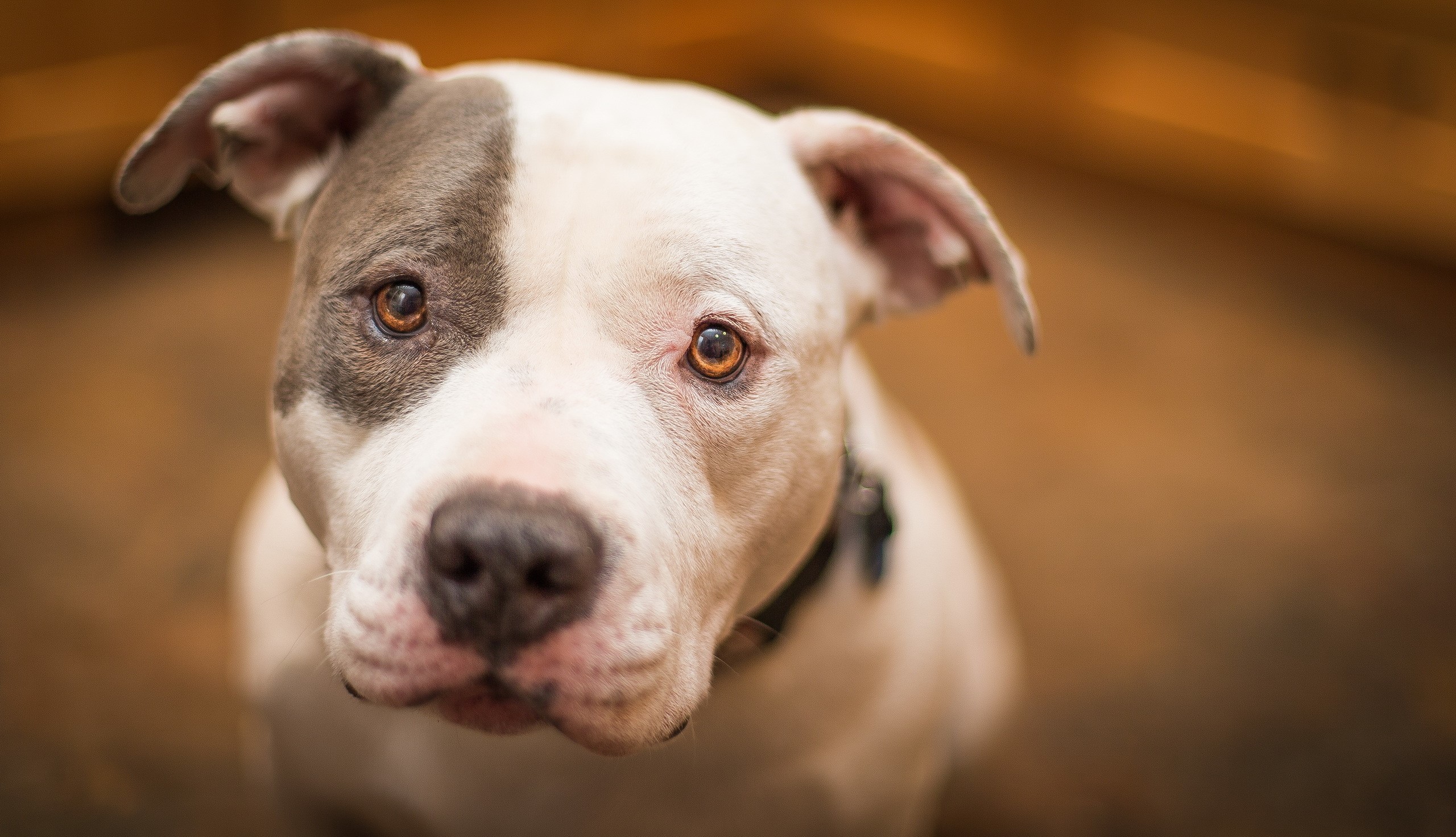 American Staffordshire Terrier looking up HD Wallpaper