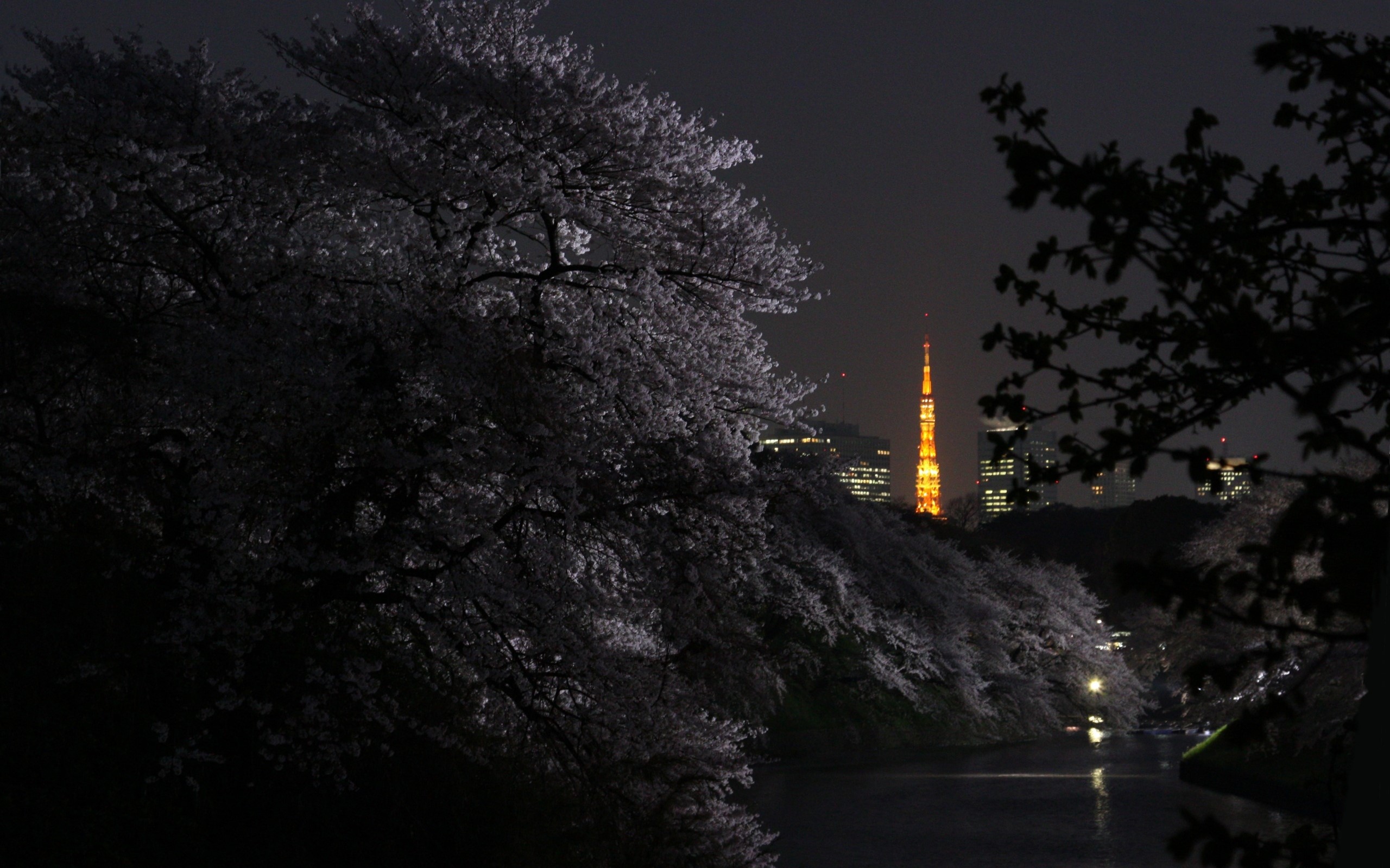 Tokyo at Night with Cherry Blossoms and Tokyo Tower HD Wallpaper