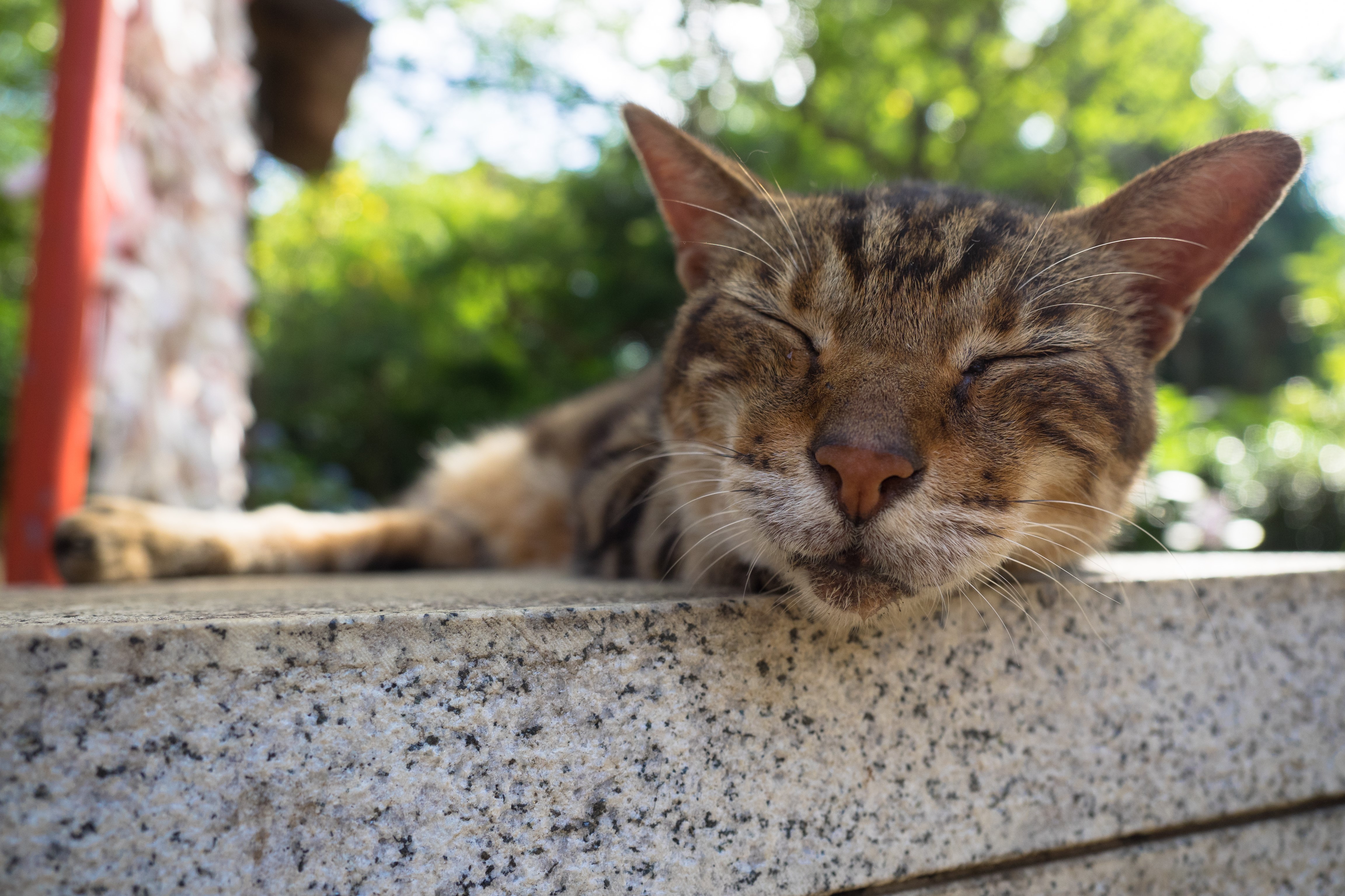 Tabby cat sleeping on a stone ledge HD Wallpaper