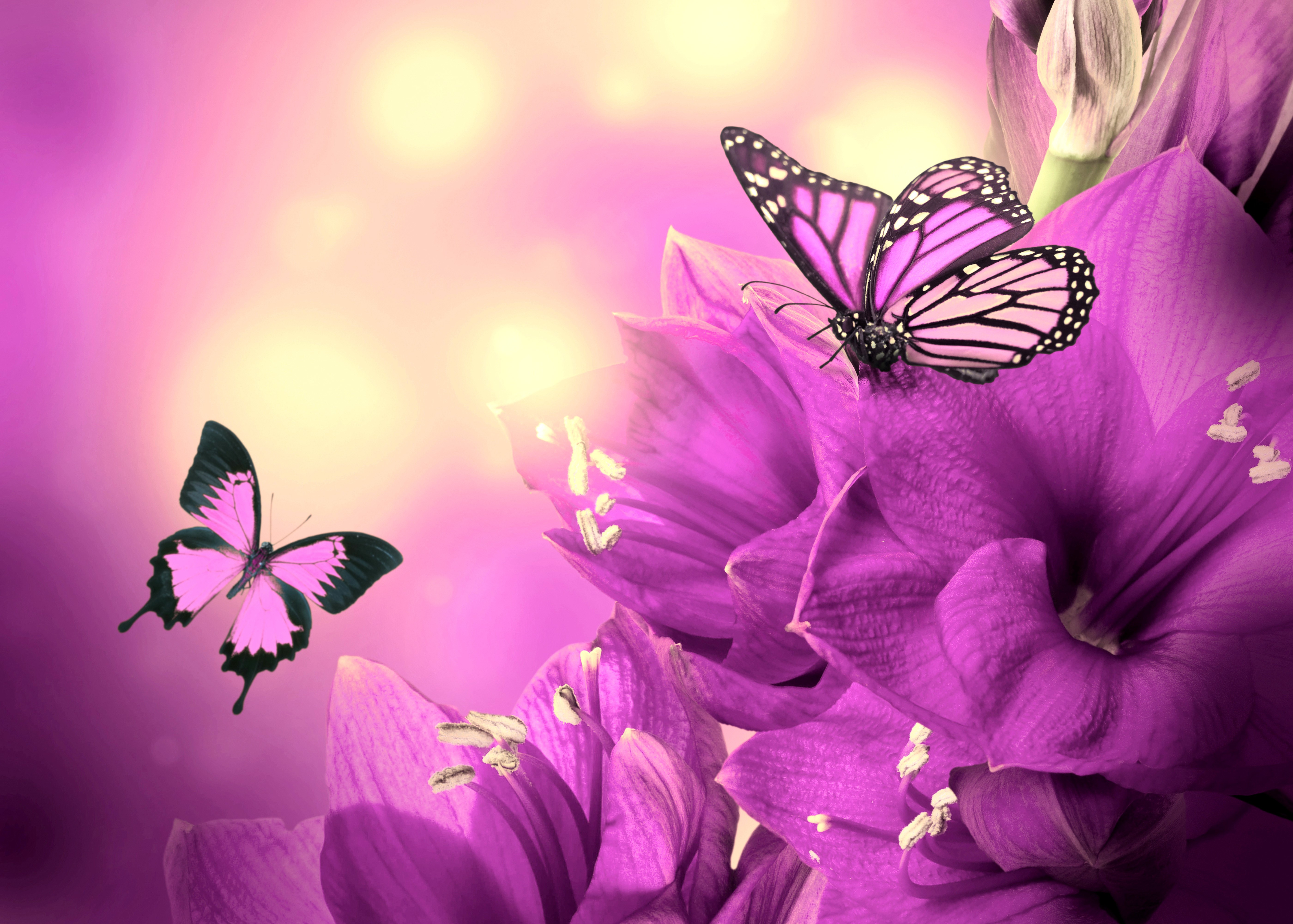 Purple Butterflies on Violet Flowers HD Wallpaper
