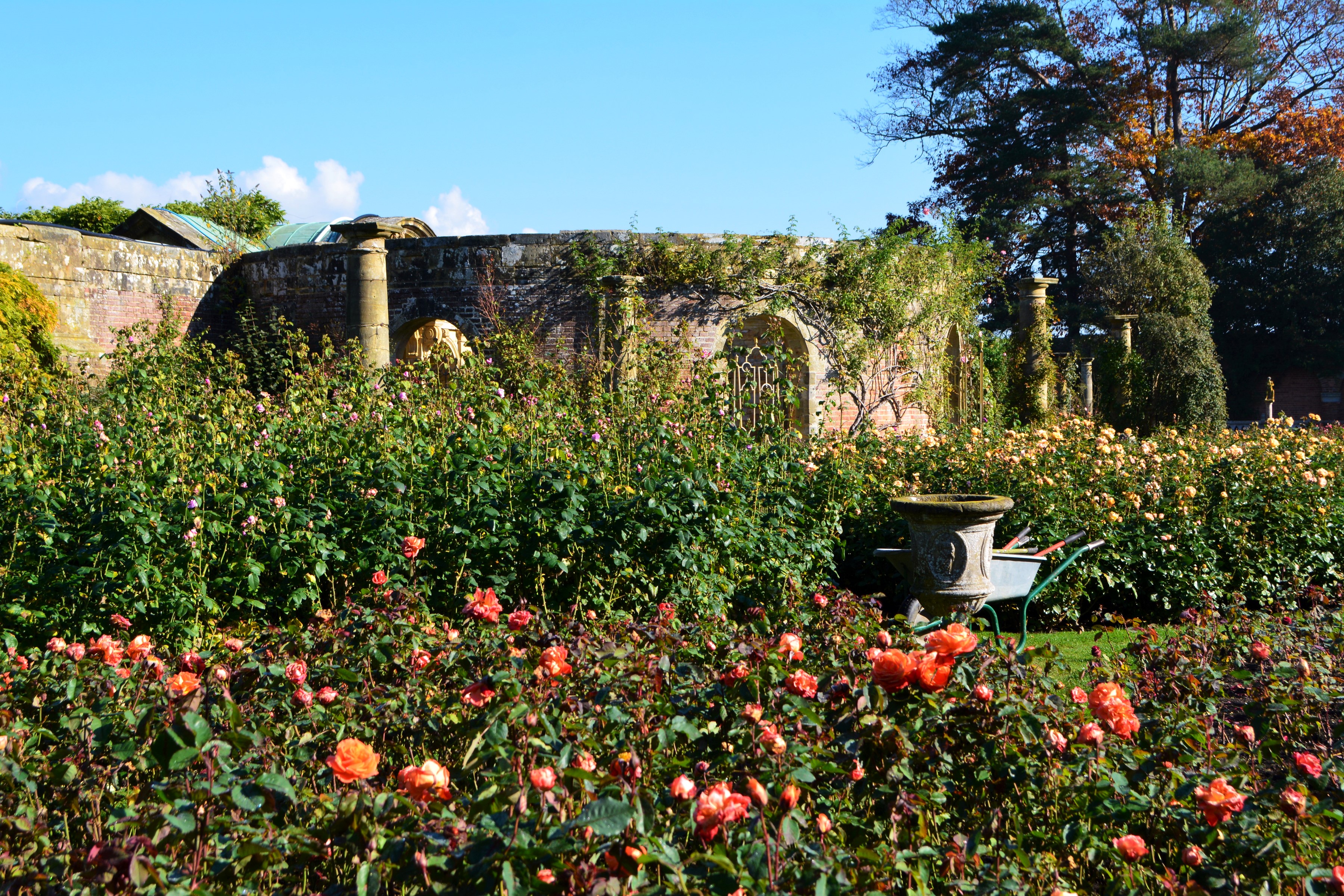 Hever Castle Gardens England Roses and Shrubs HD Wallpaper