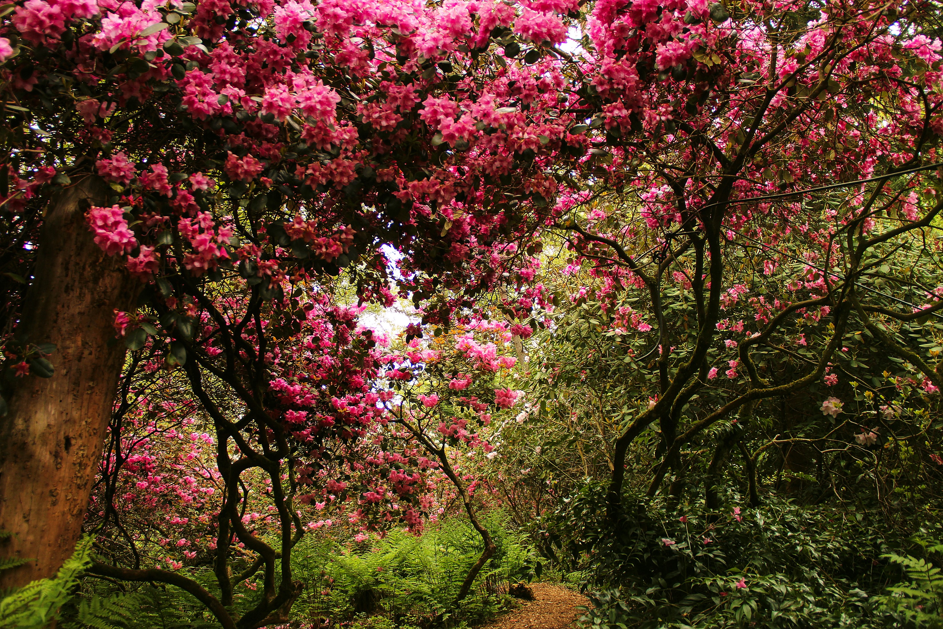 Park Seleger Moor, Switzerland, Flowering Trees HD Wallpaper
