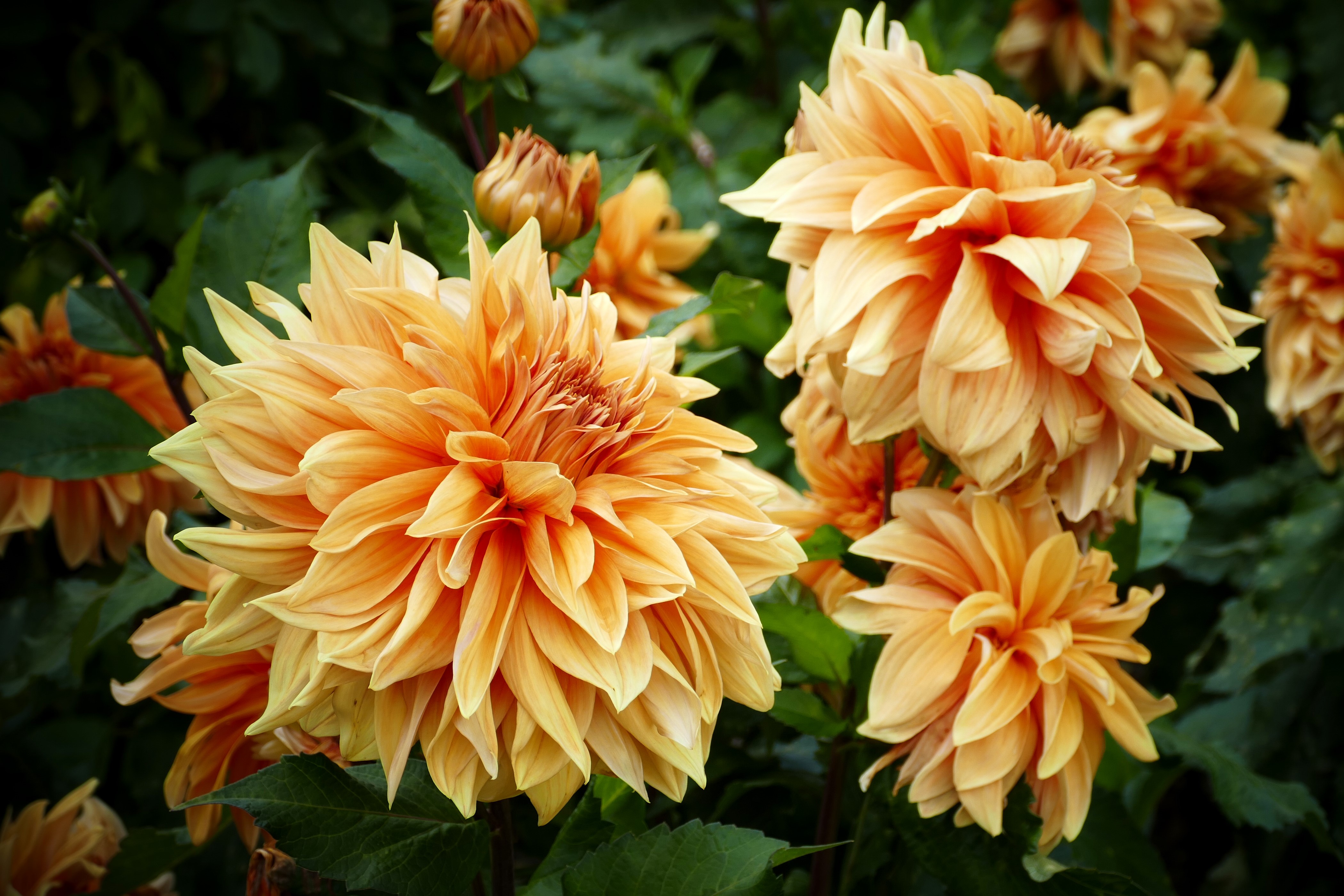 4K Dahlias Closeup HD Wallpaper