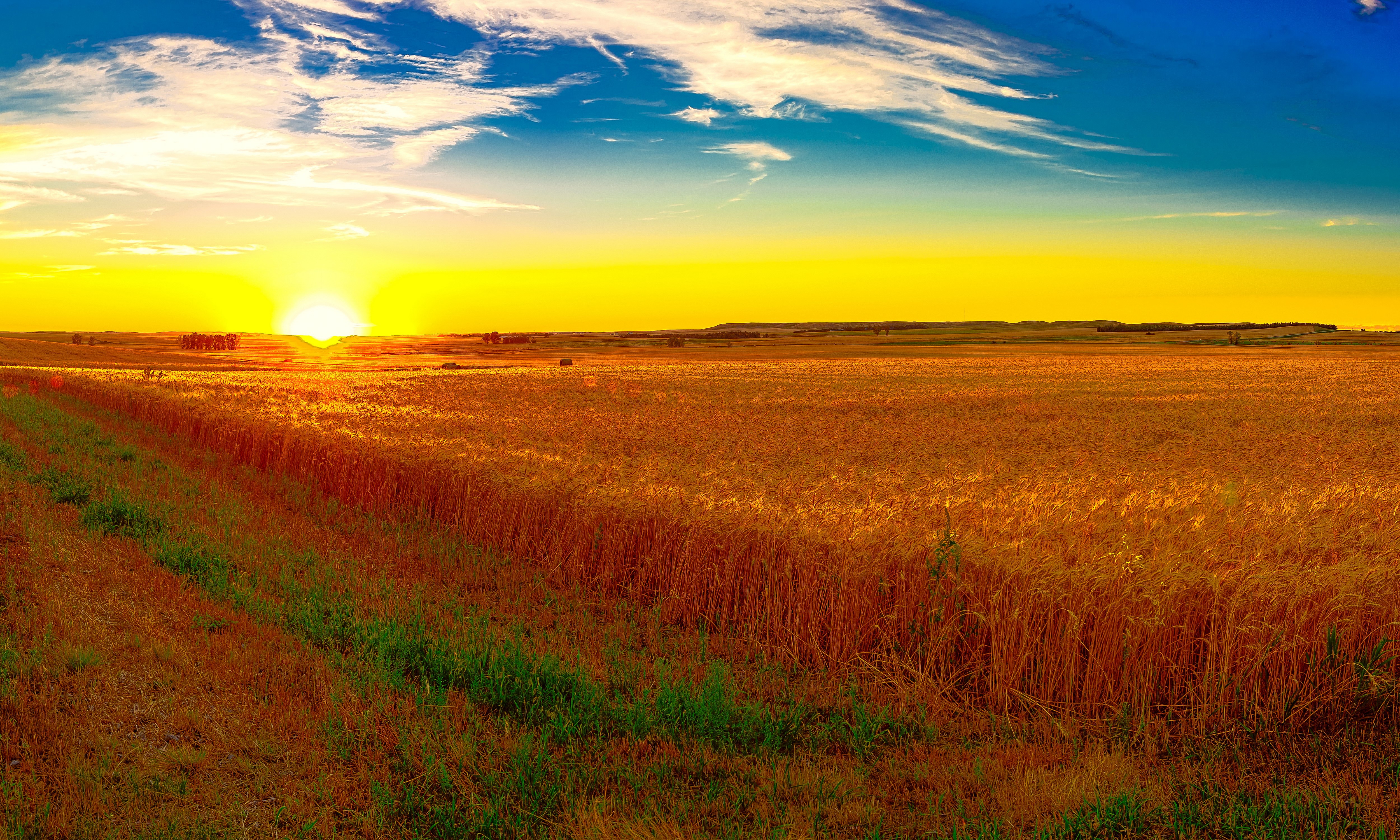 Wheat Field at Sunset HD Wallpaper