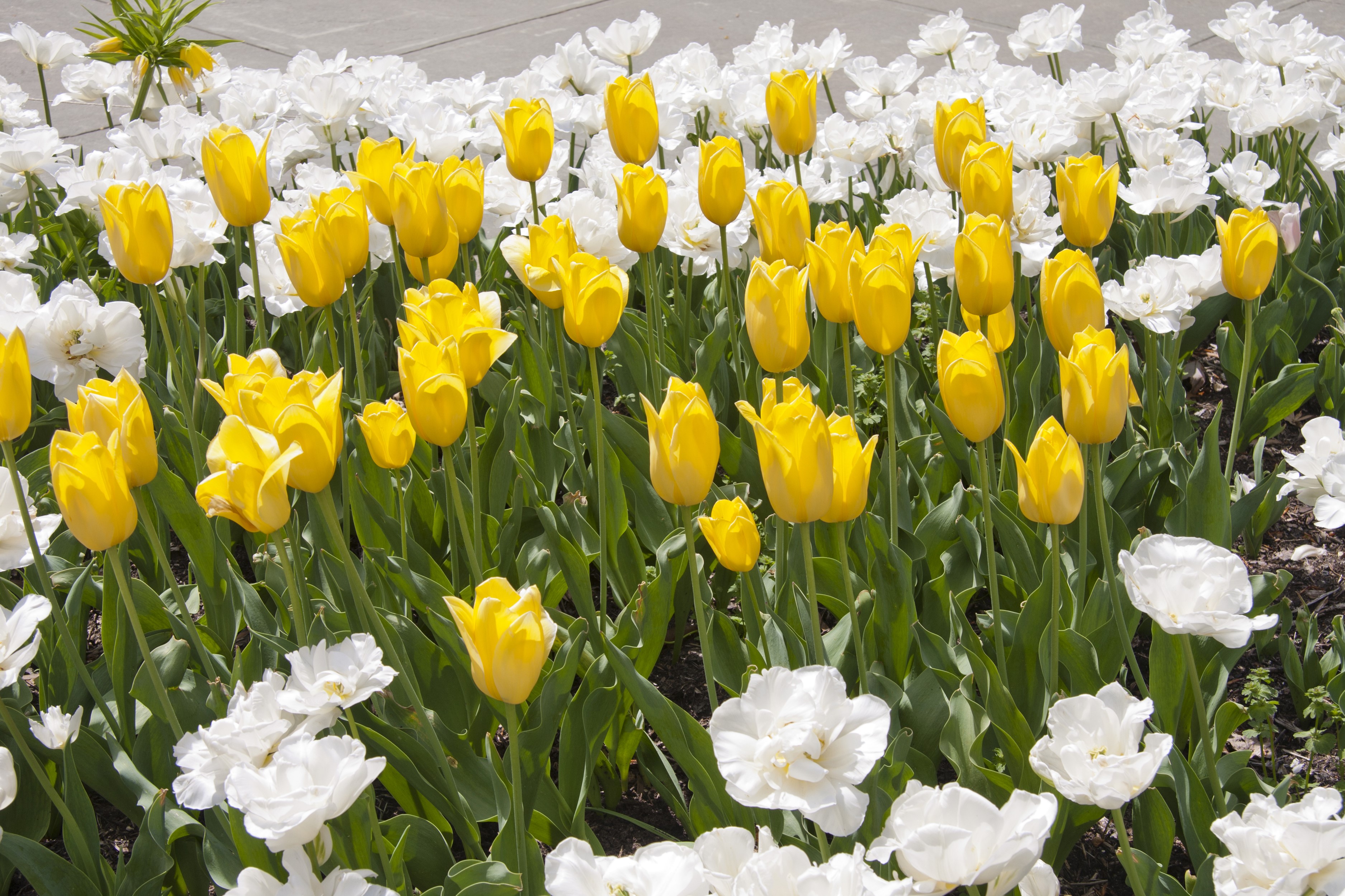 Yellow and white tulips in a garden HD Wallpaper