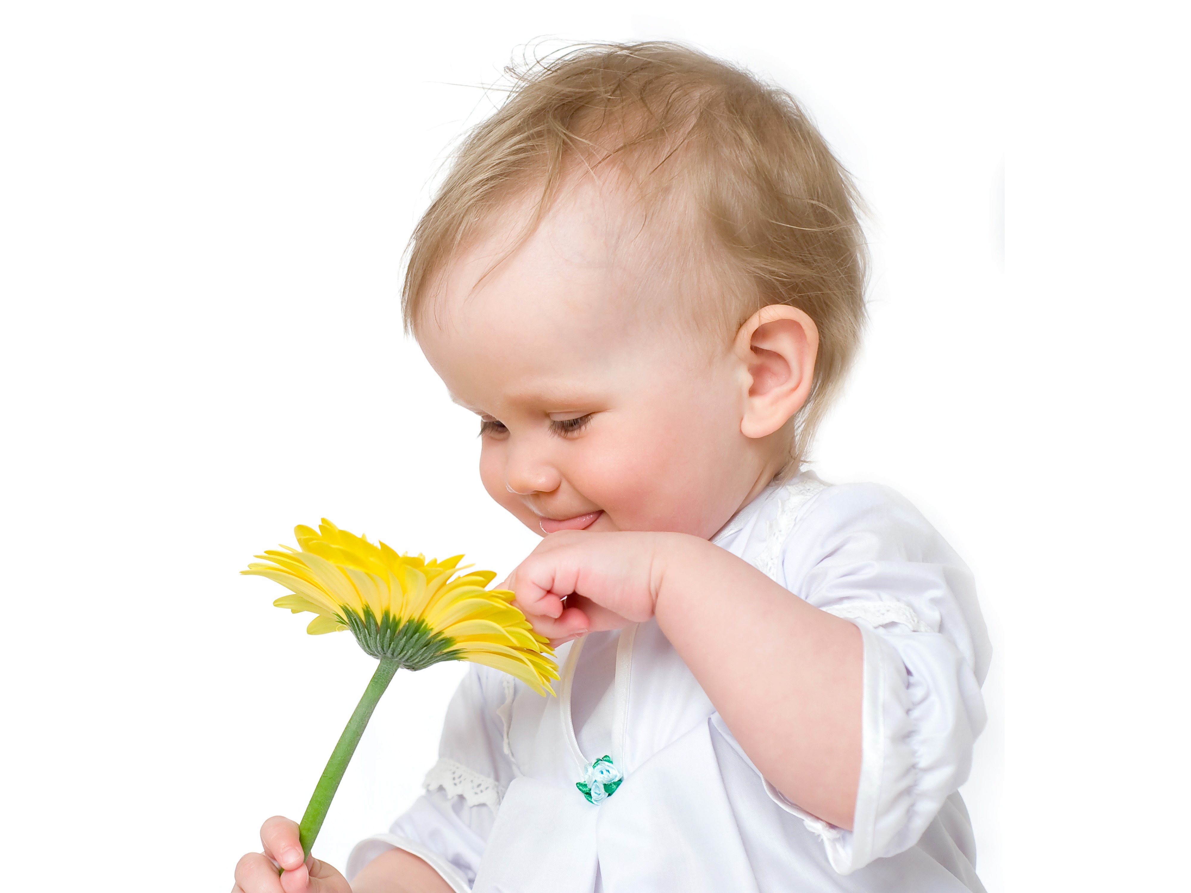 Infant holding a yellow gerbera daisy HD Wallpaper