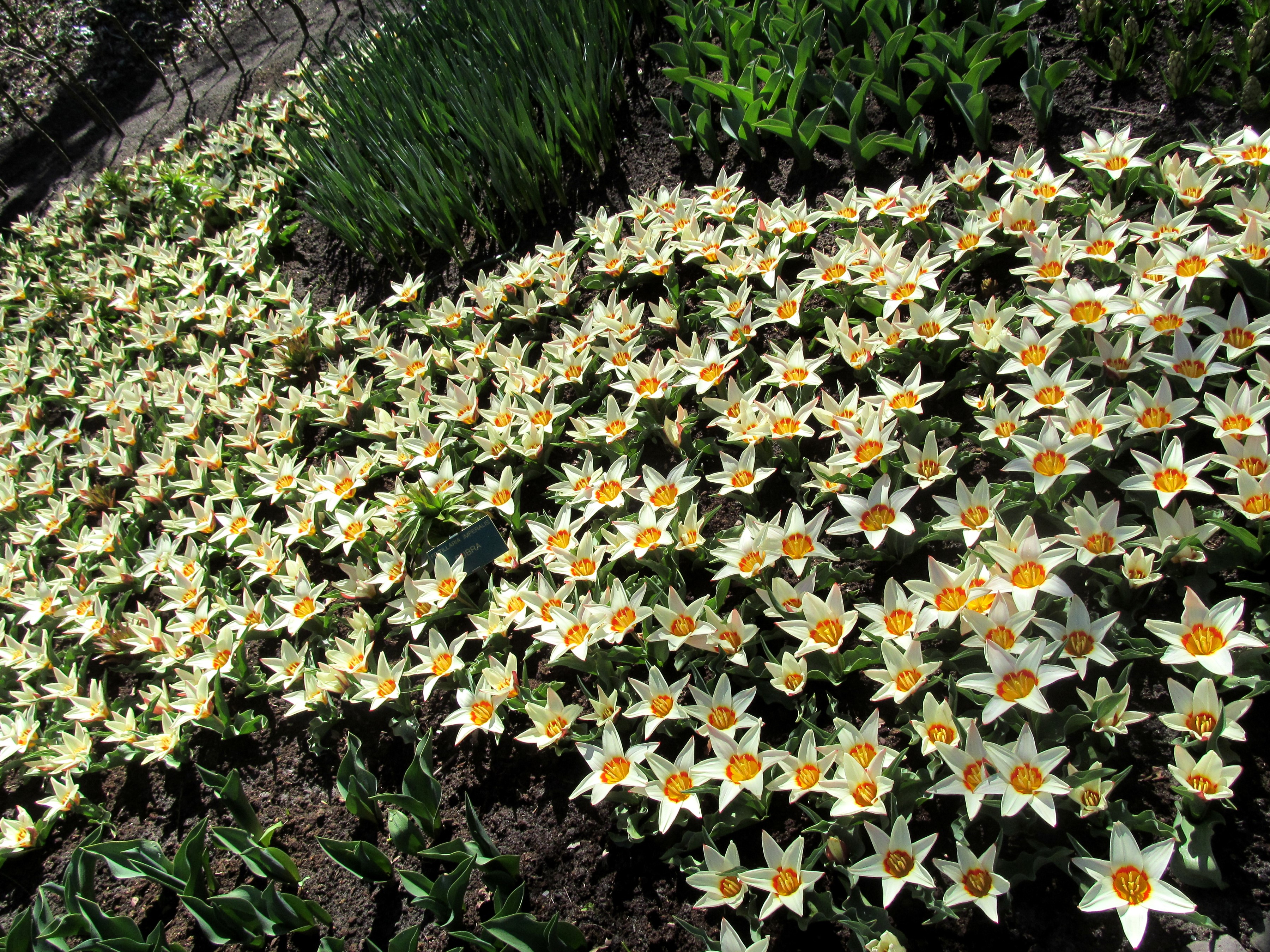 Field of white and yellow tulips HD Wallpaper
