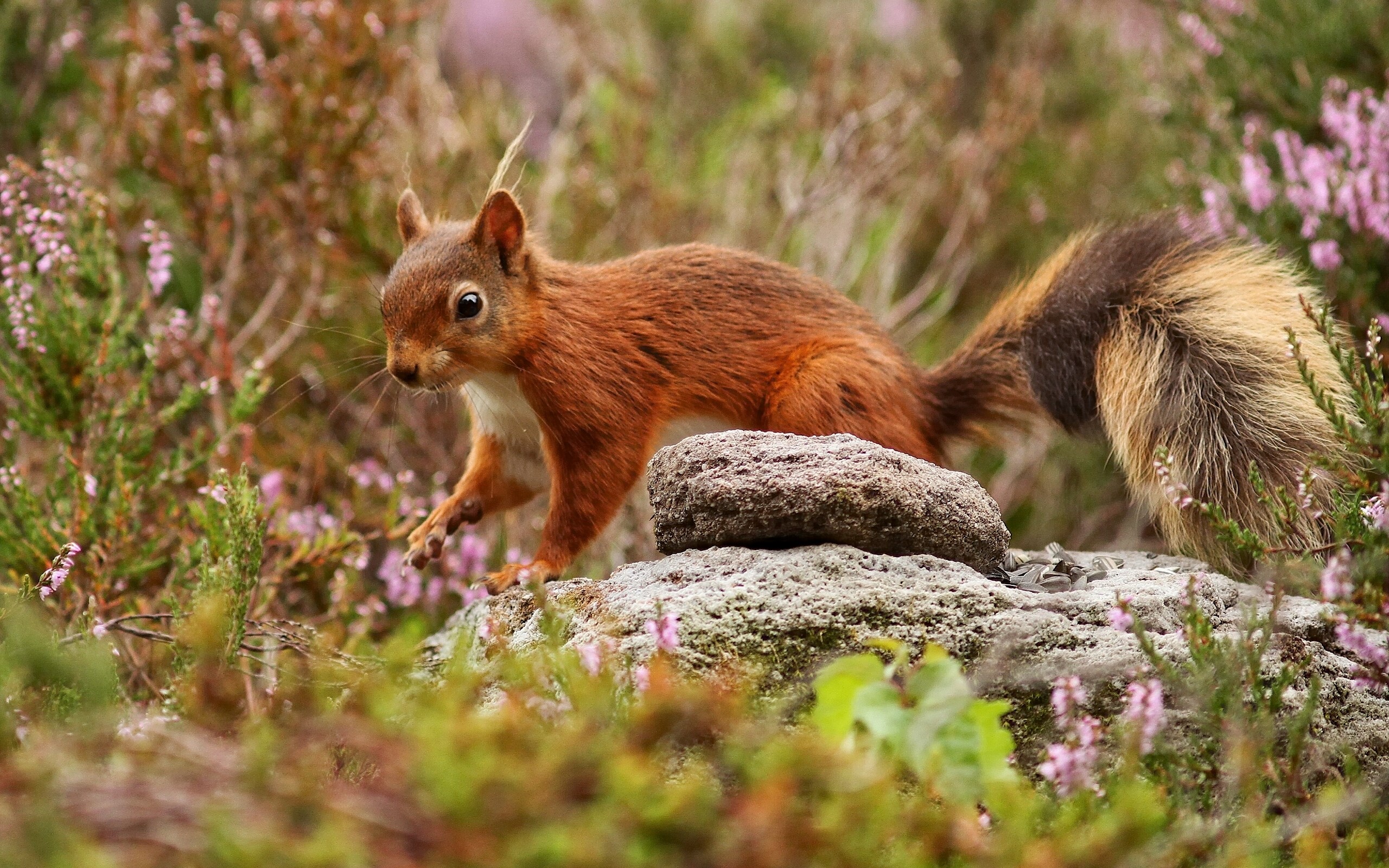 Red squirrel on a rock with heather HD Wallpaper