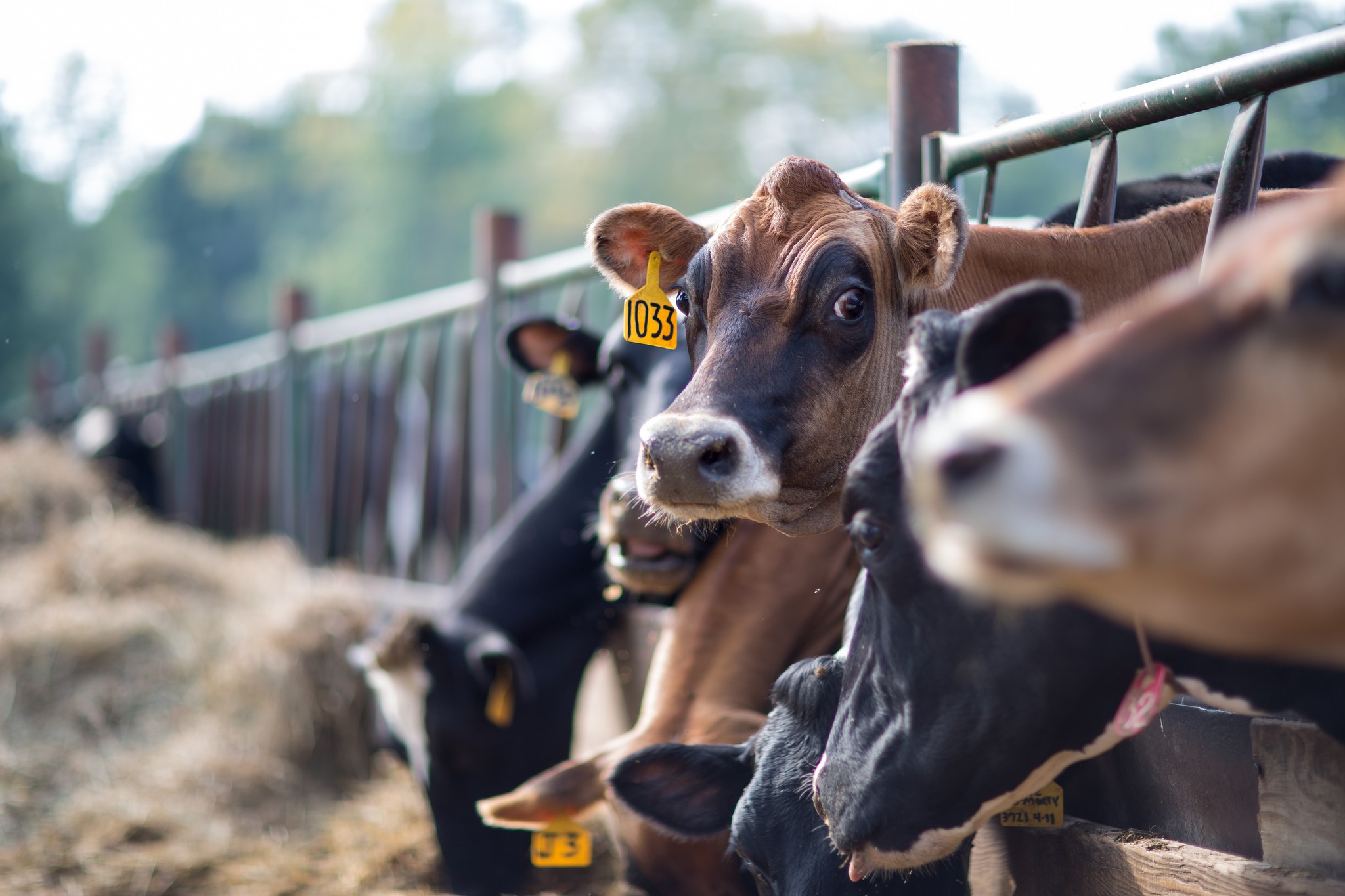 Cows with numbered tags in a farm pen HD Wallpaper