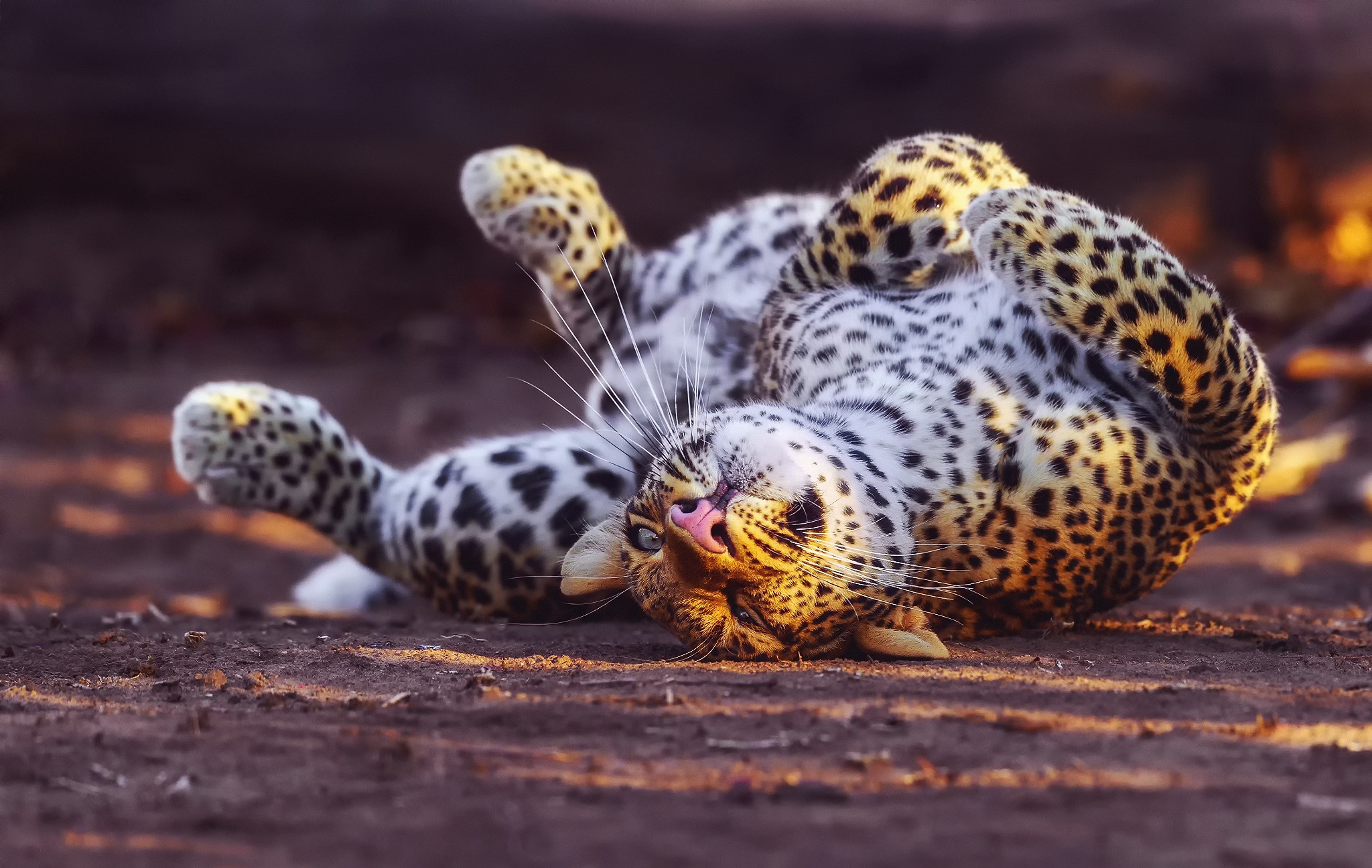 Leopard rolling on the ground HD Wallpaper