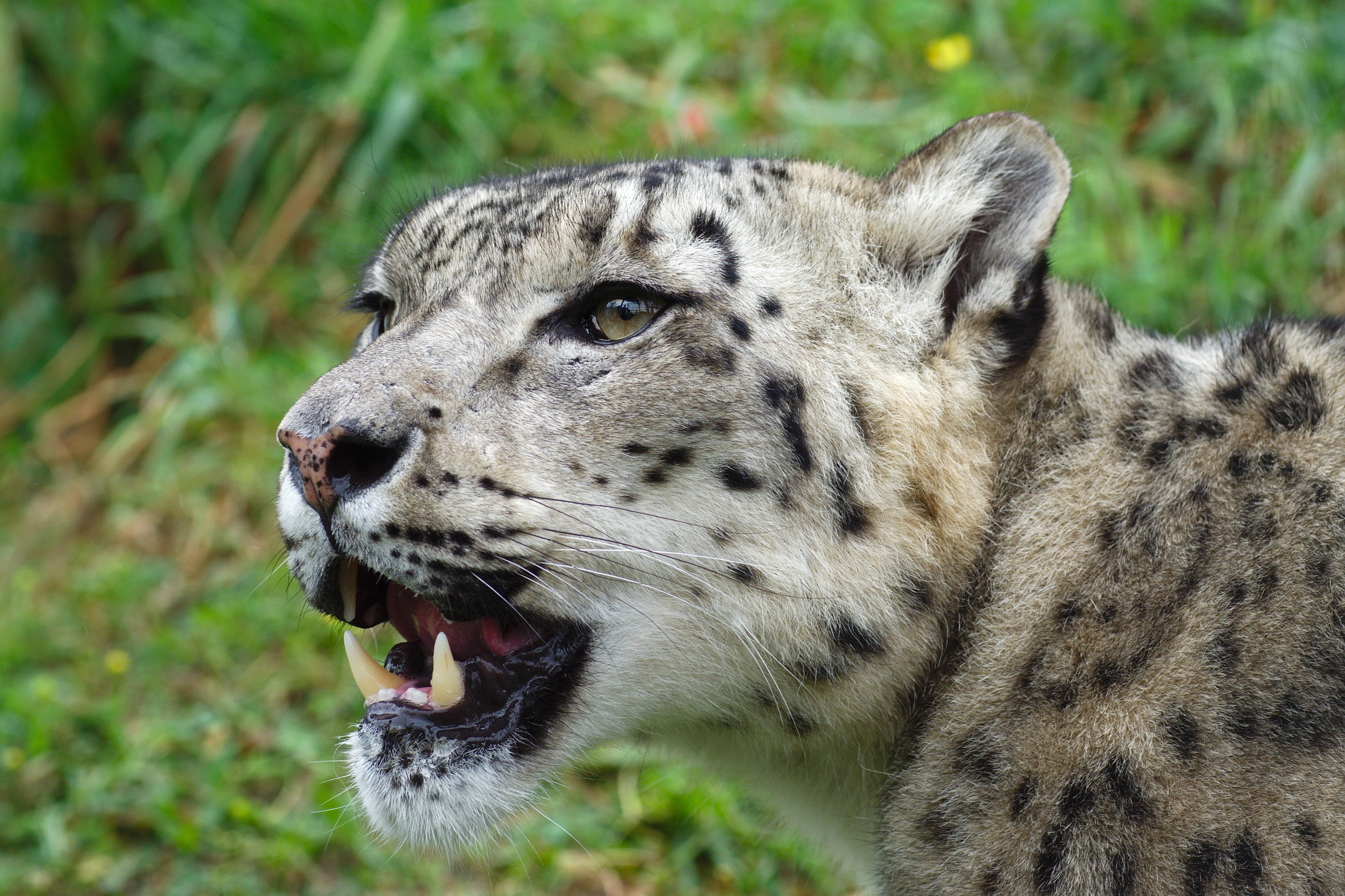 Snow leopard with mouth open HD Wallpaper