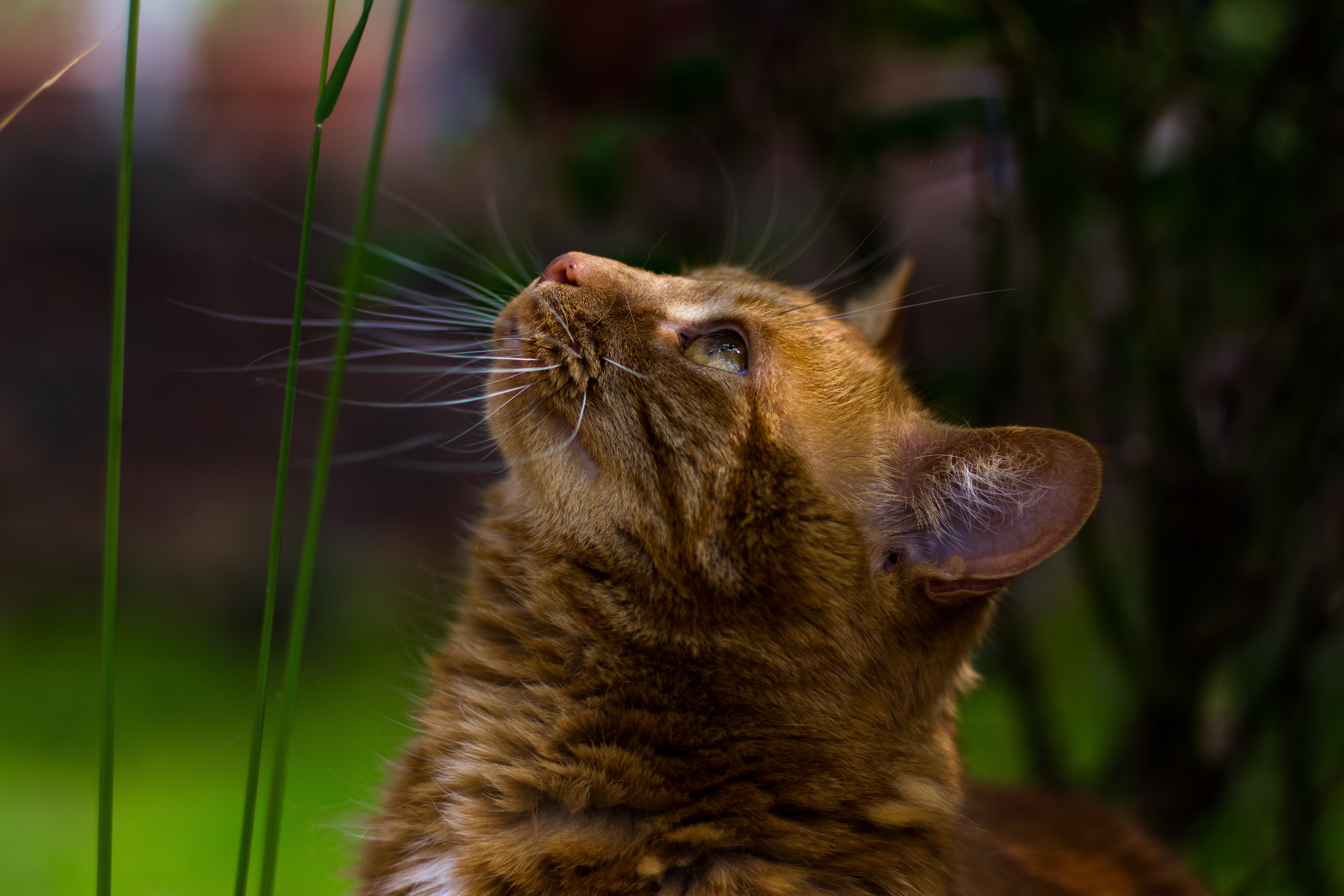 Orange cat looking up through grass HD Wallpaper