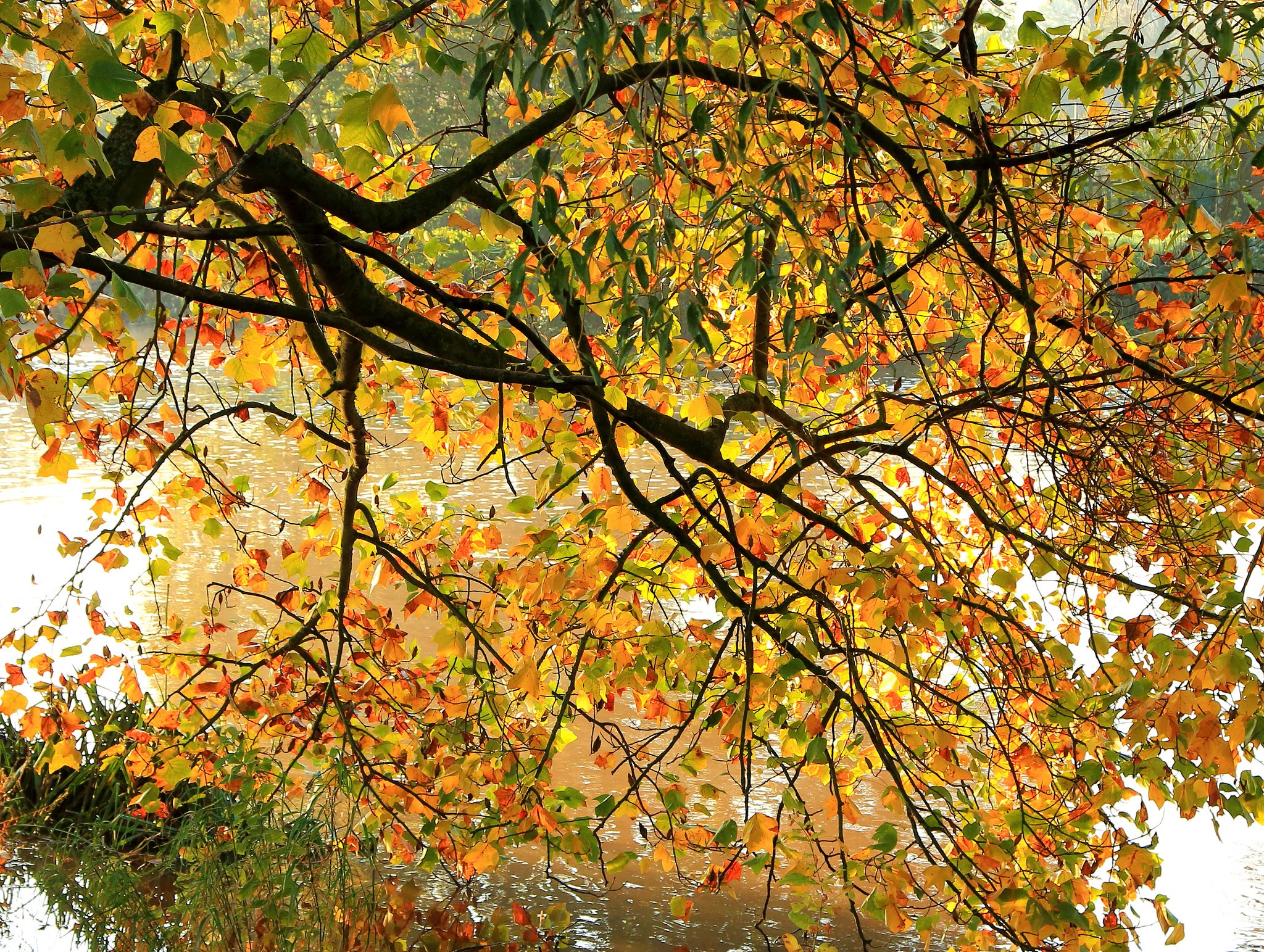 Autumn branches with colorful foliage over water HD Wallpaper
