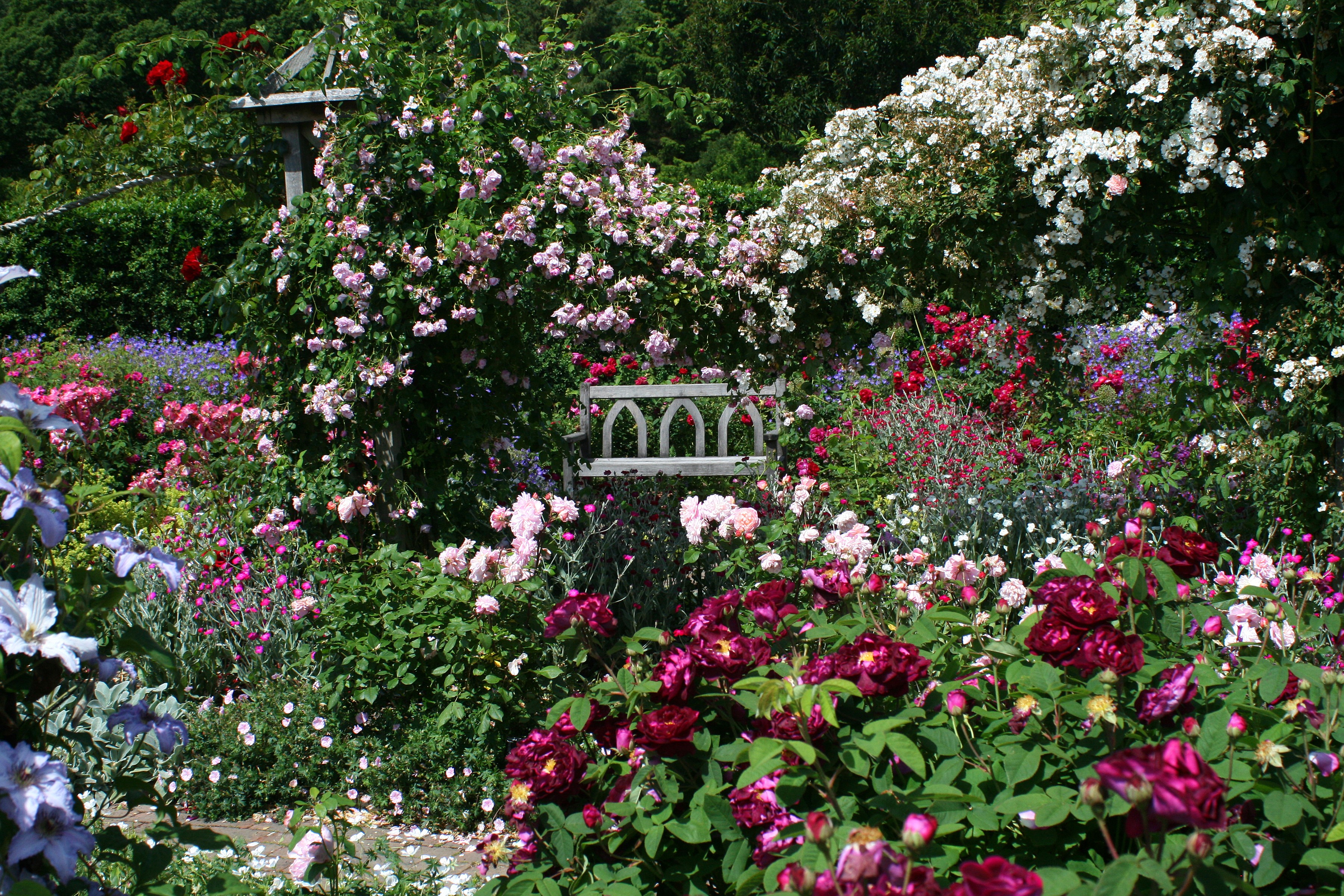 Rosemoor Gardens Devon England Roses Shrubs HD Wallpaper