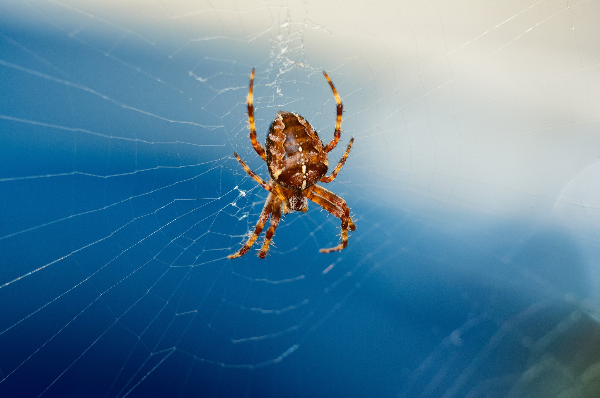 Spider on a web HD Wallpaper