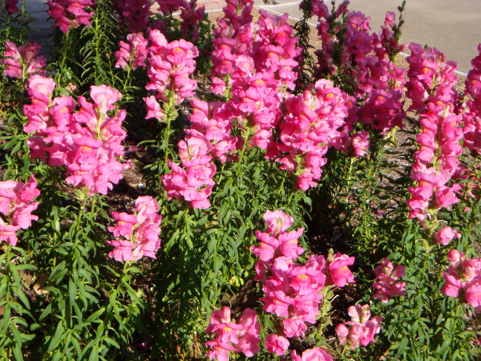 Pink snapdragons in a garden bed HD Wallpaper