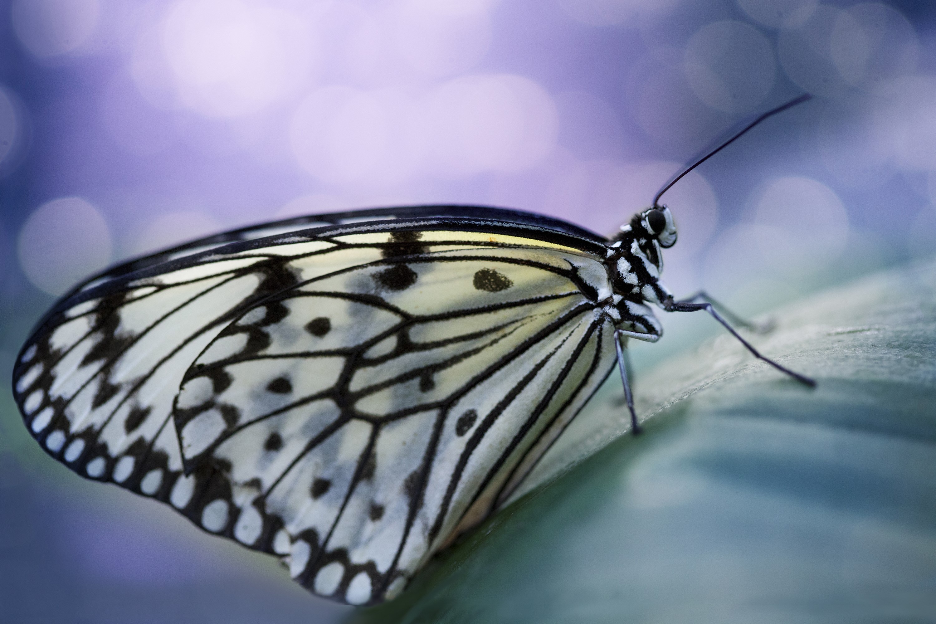 Close-up of a white butterfly on a leaf HD Wallpaper