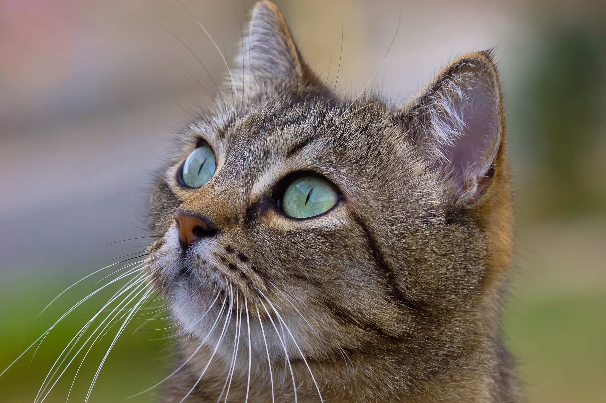 Close-up of a tabby cat's face looking up HD Wallpaper