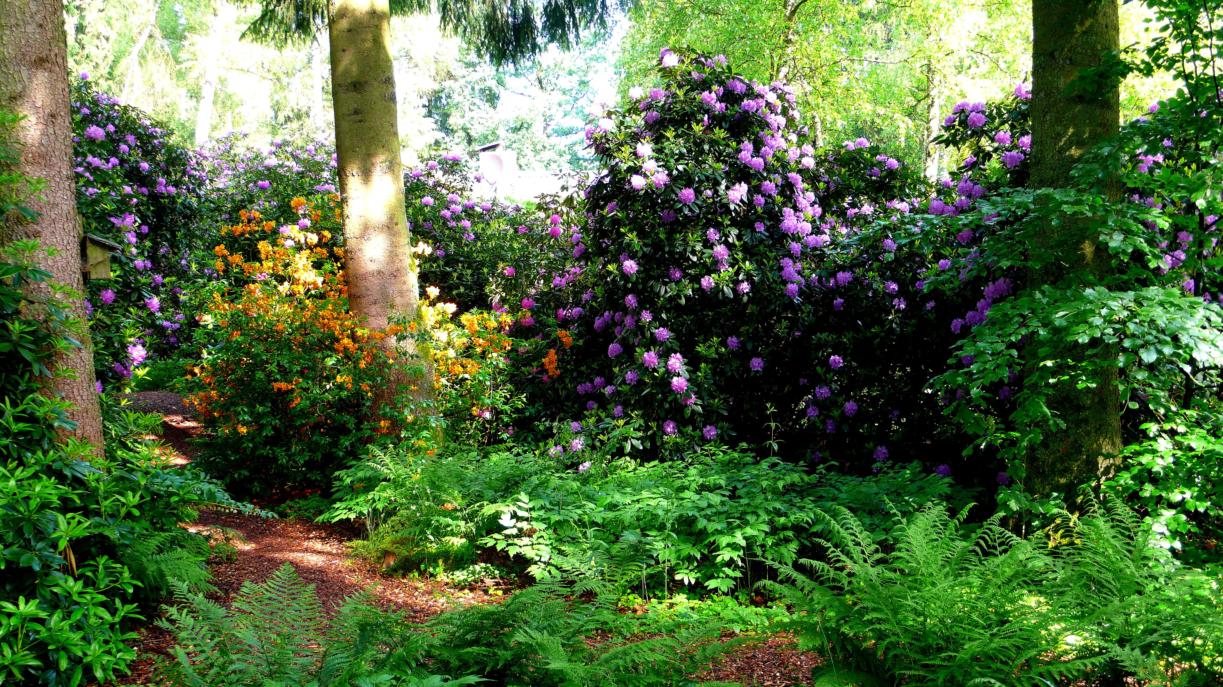 Park Seleger Moor Switzerland Rhododendron Shrubs HD Wallpaper