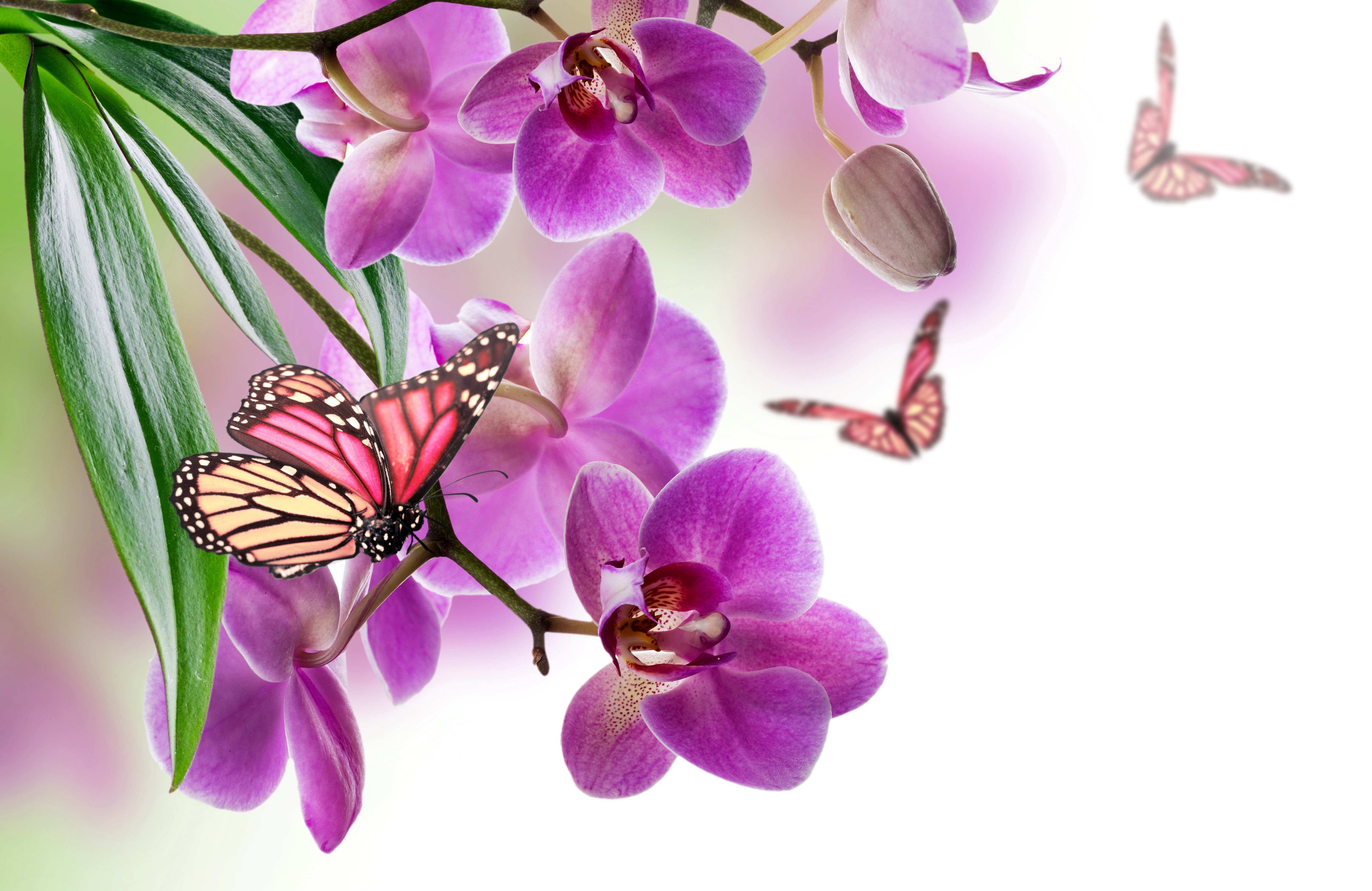 Orchids and Butterflies HD Wallpaper