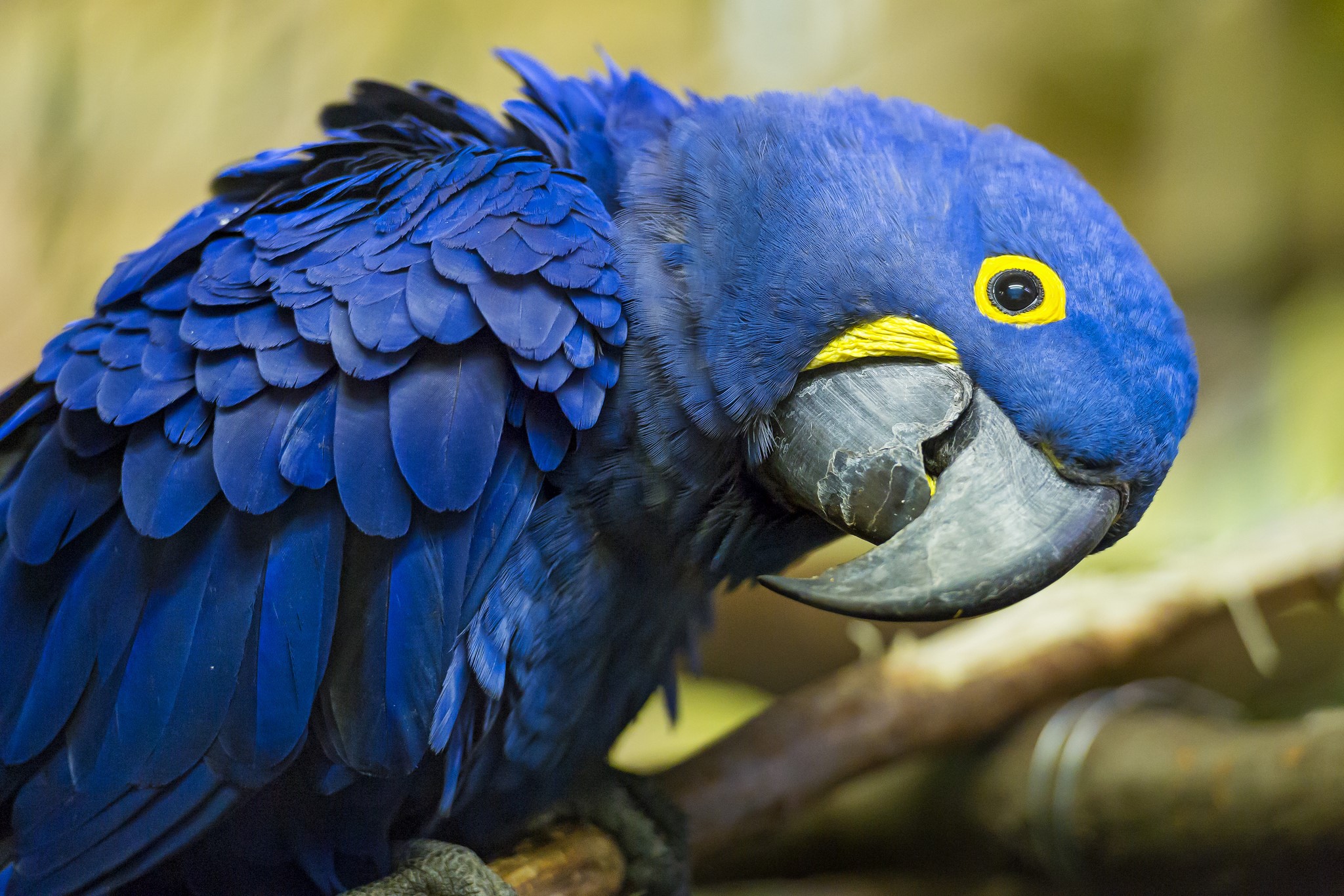 Close-up of a Hyacinth Macaw parrot HD Wallpaper