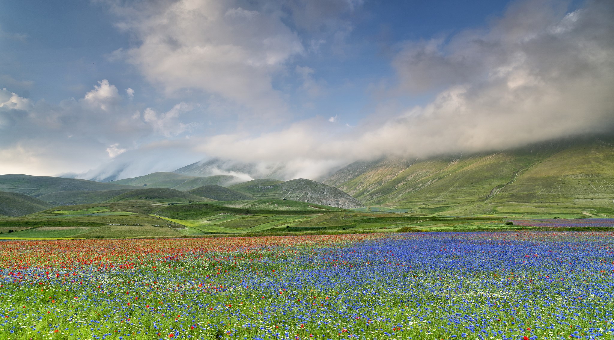 Field of wildflowers with mountains and clouds in Italy HD Wallpaper