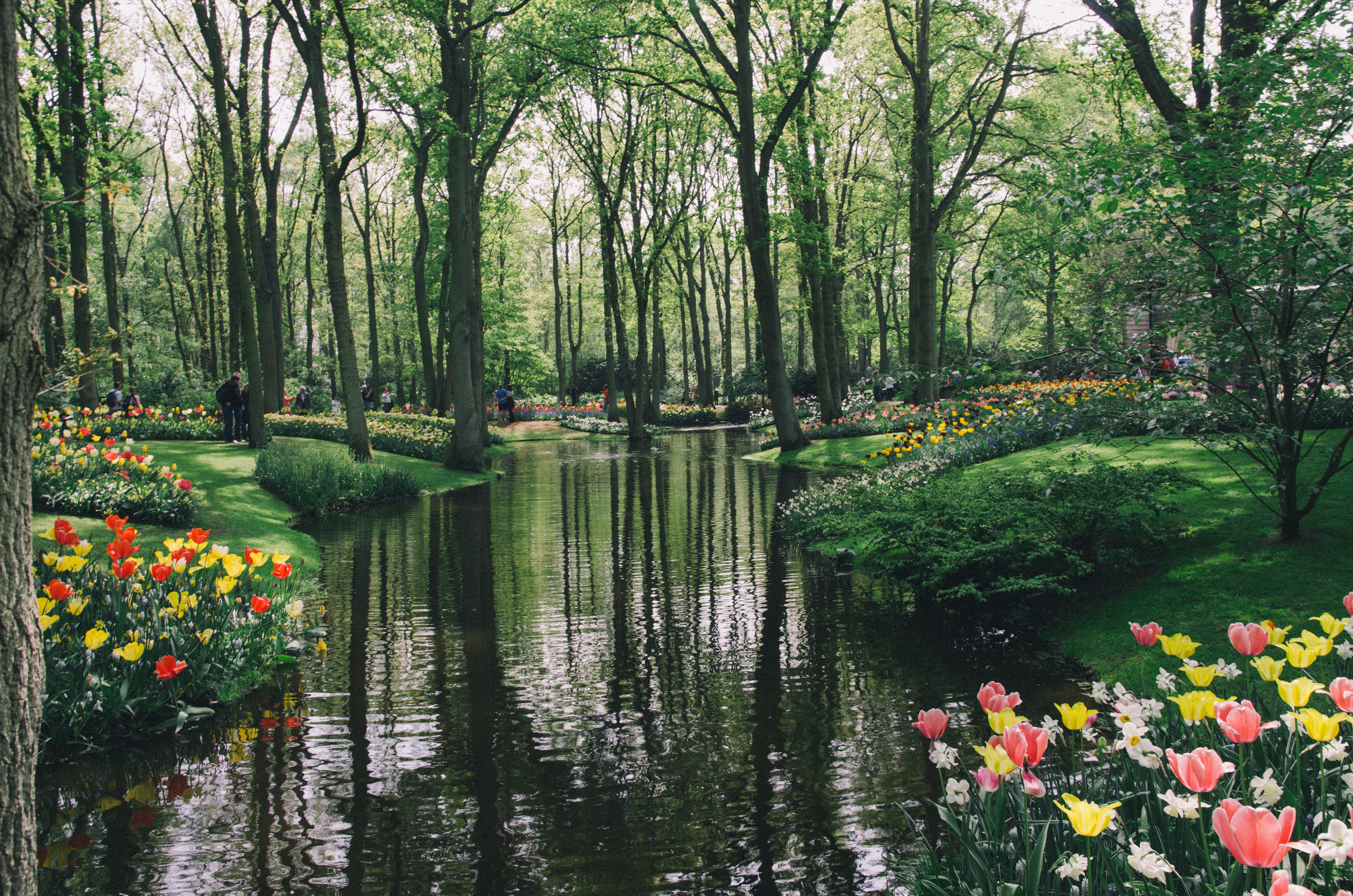 Keukenhof Gardens with Tulips and Pond in Netherlands HD Wallpaper