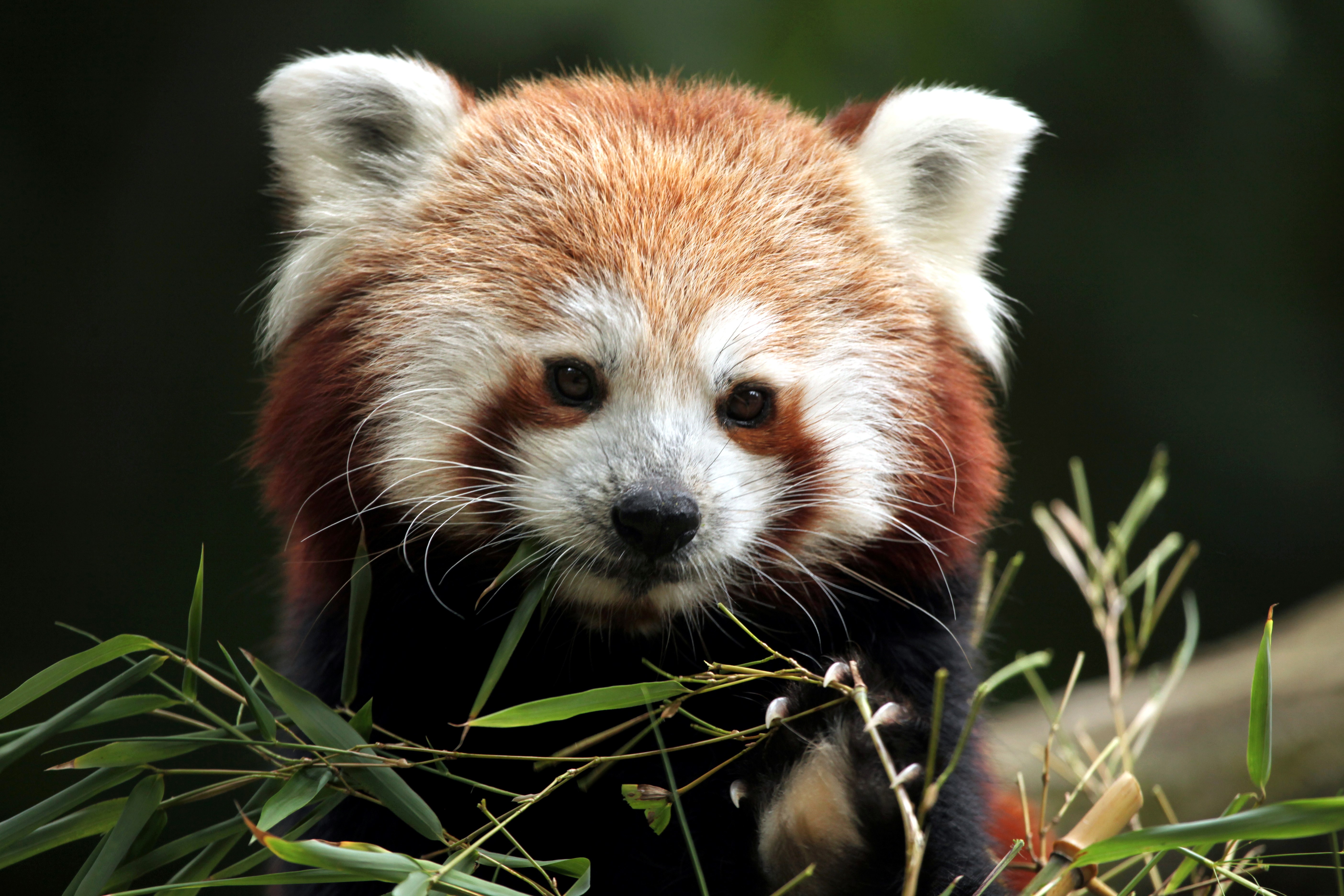 Red panda eating bamboo HD Wallpaper