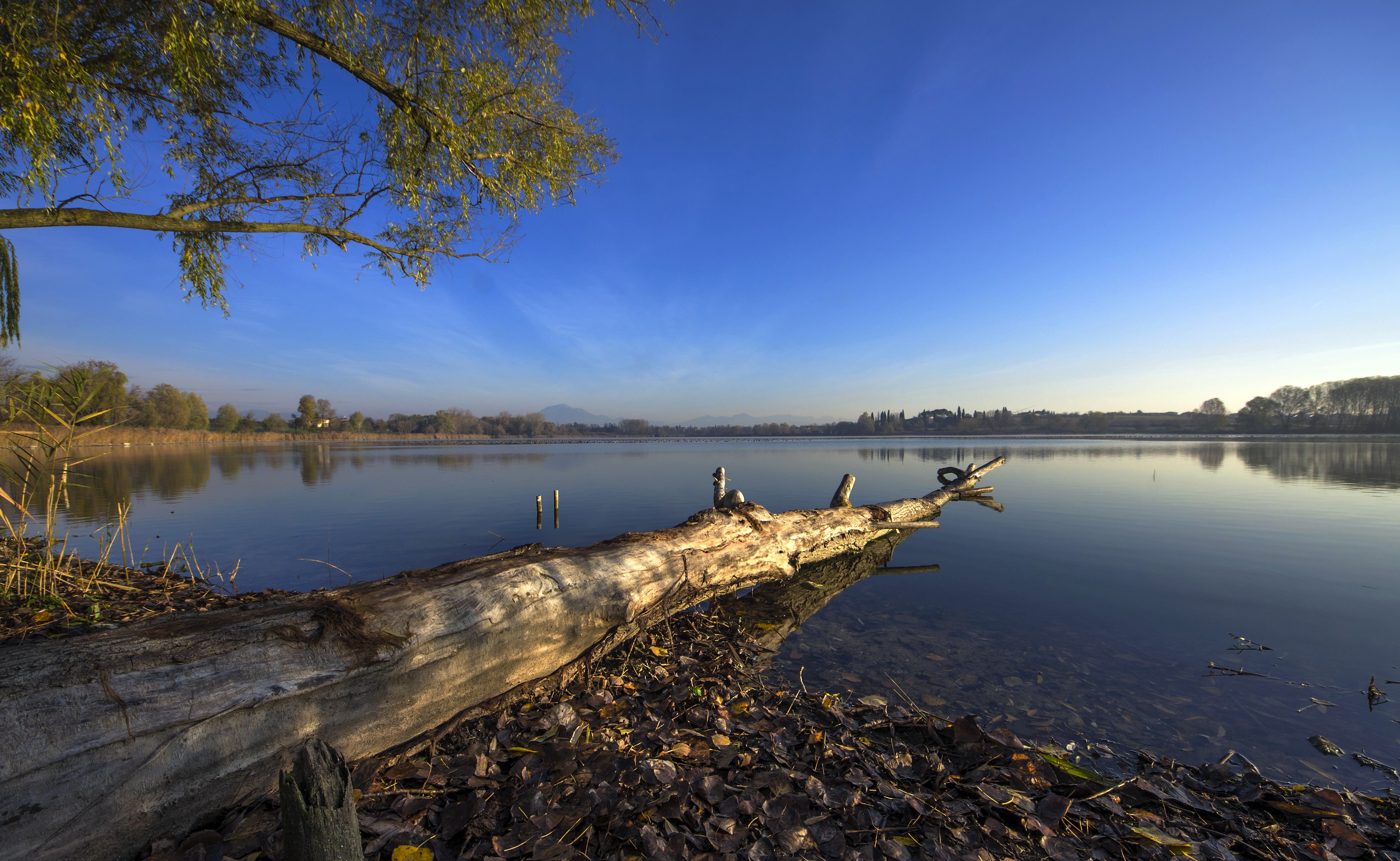 4K Lake Scenery with Tree Trunk in Peschiera del Garda, Italy HD Wallpaper