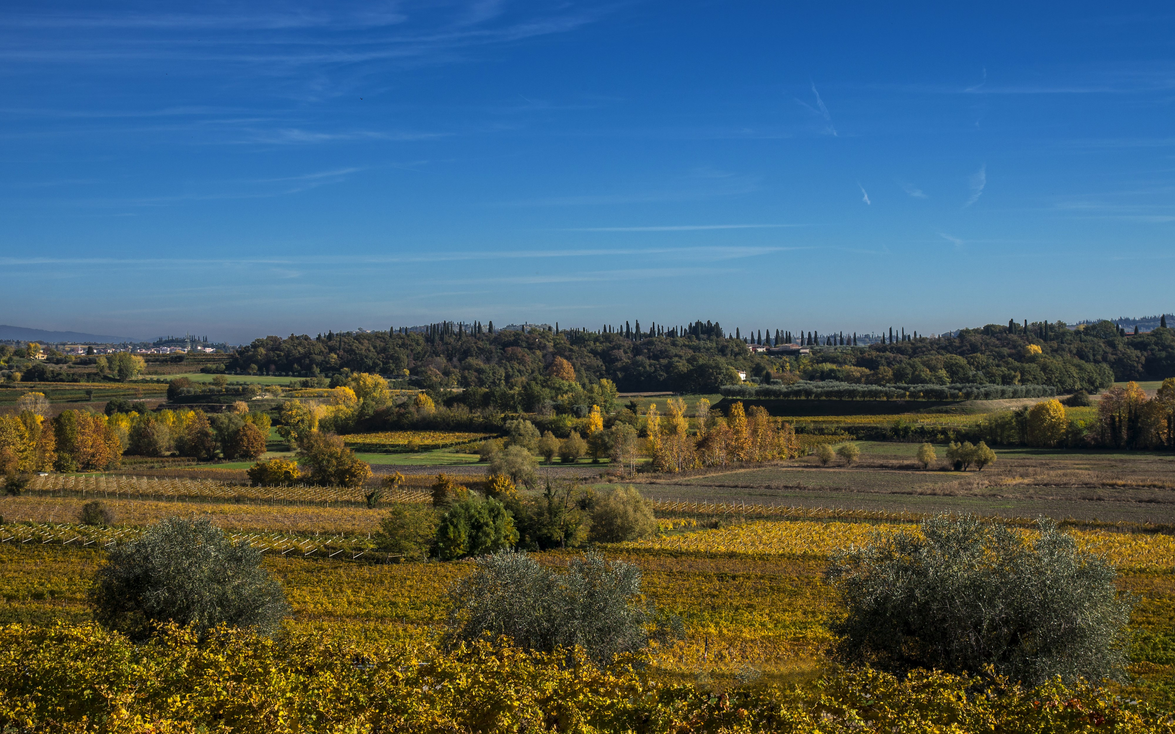 Autumnal Landscape with Vineyards and Trees in Lazise Veneto, Italy HD Wallpaper