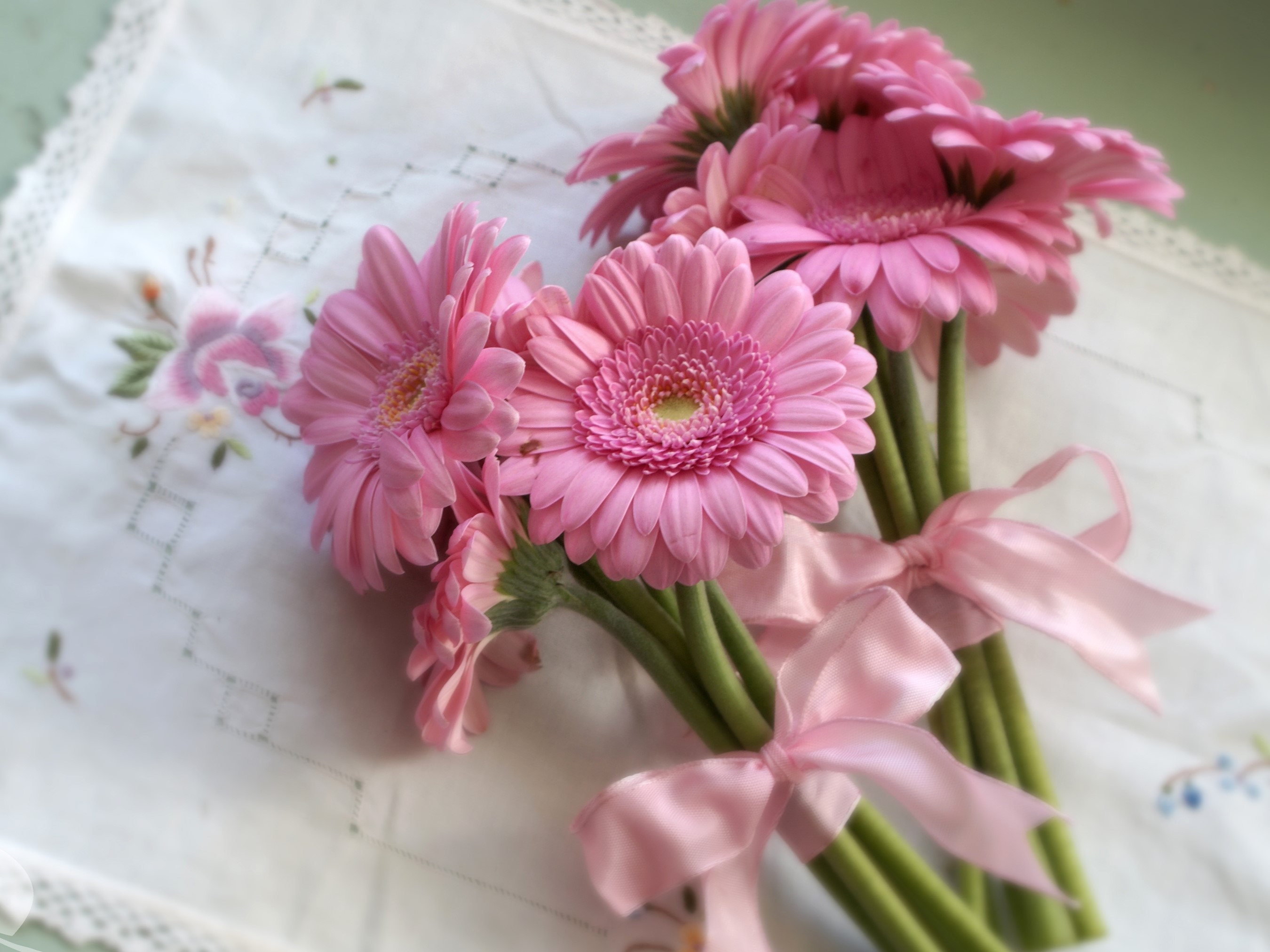 Pink Gerbera Daisies with Pink Ribbons HD Wallpaper