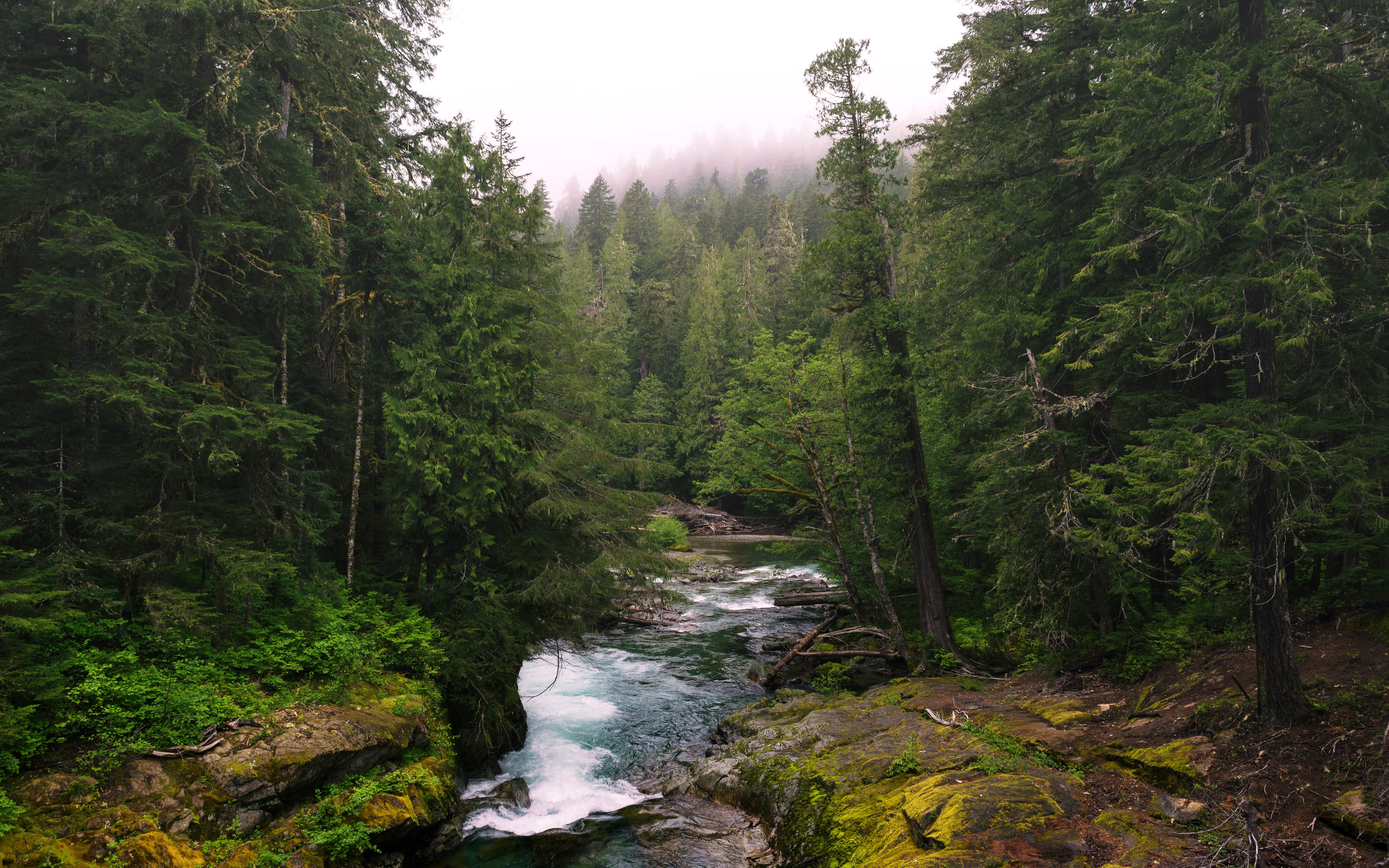 River flowing through a forest in Washington, USA HD Wallpaper