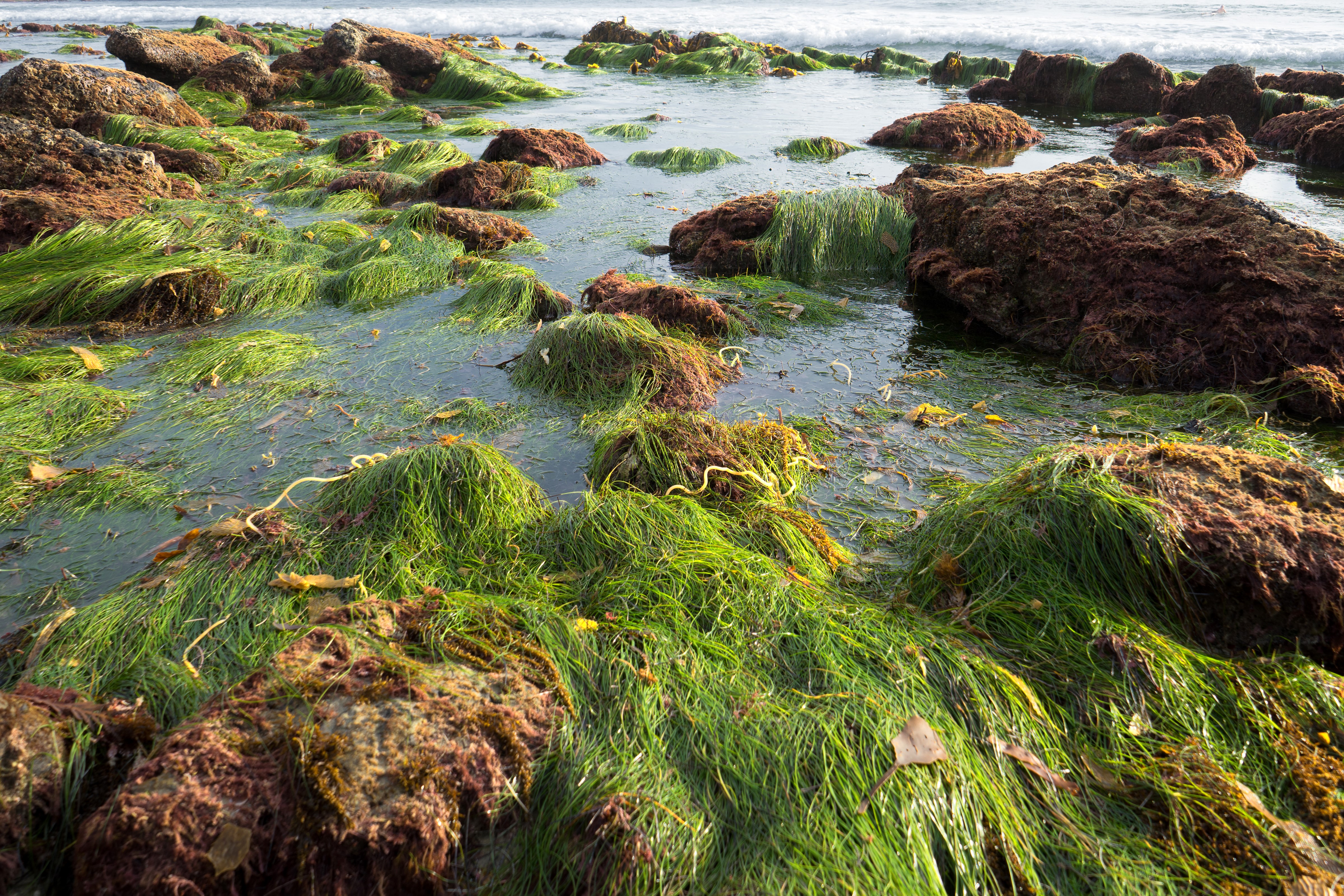 4K Coastline with Rocks and Seaweed in California HD Wallpaper