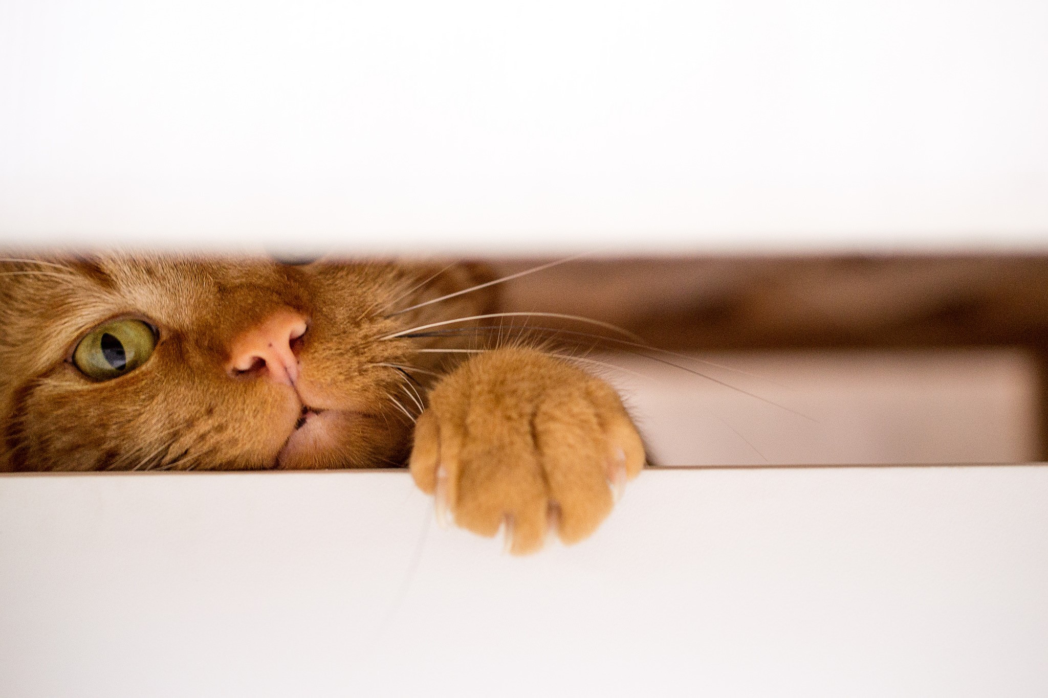 Ginger cat peeking over a white surface HD Wallpaper