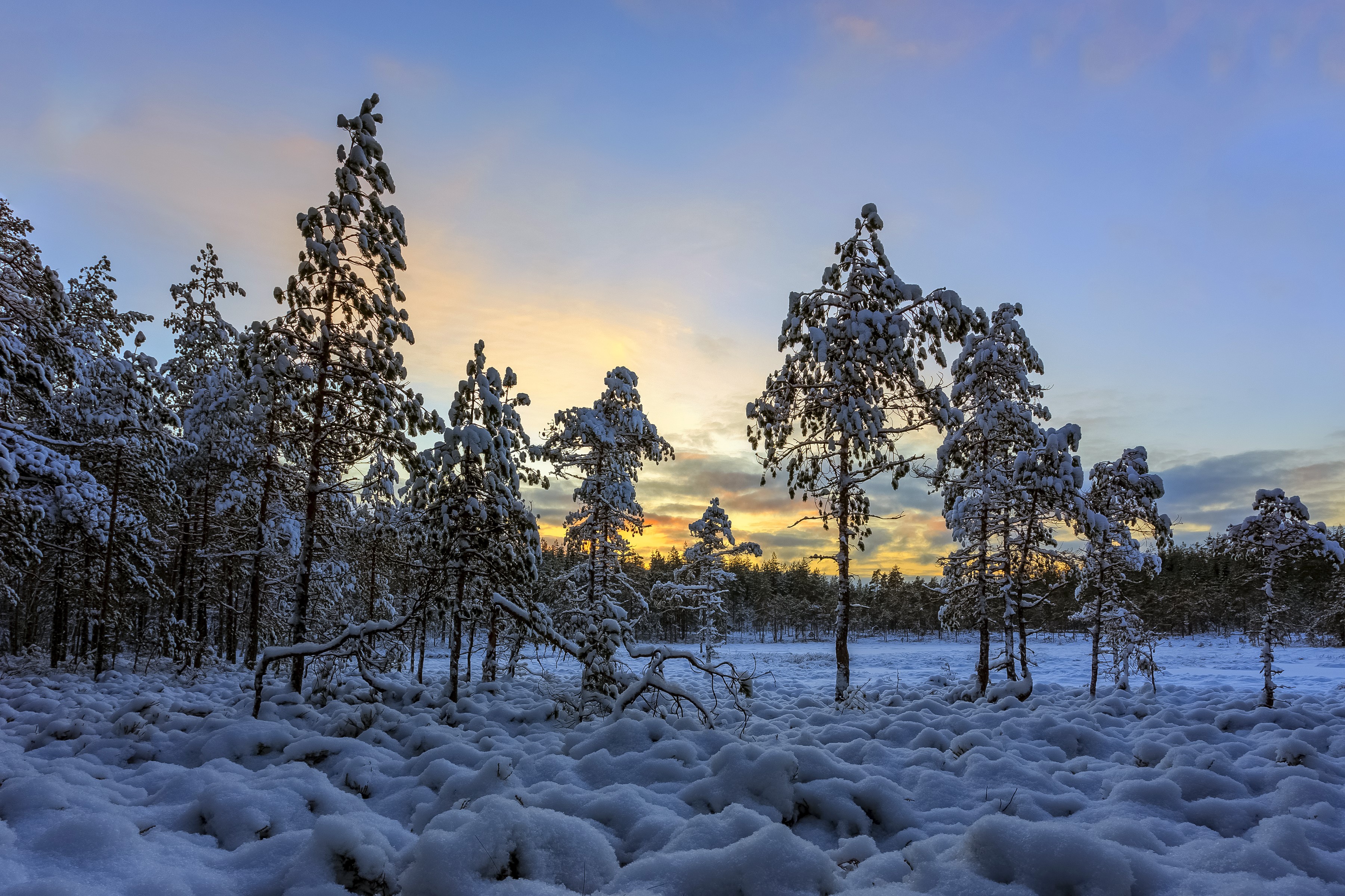 Snow-covered pine trees at sunset in a winter forest HD Wallpaper